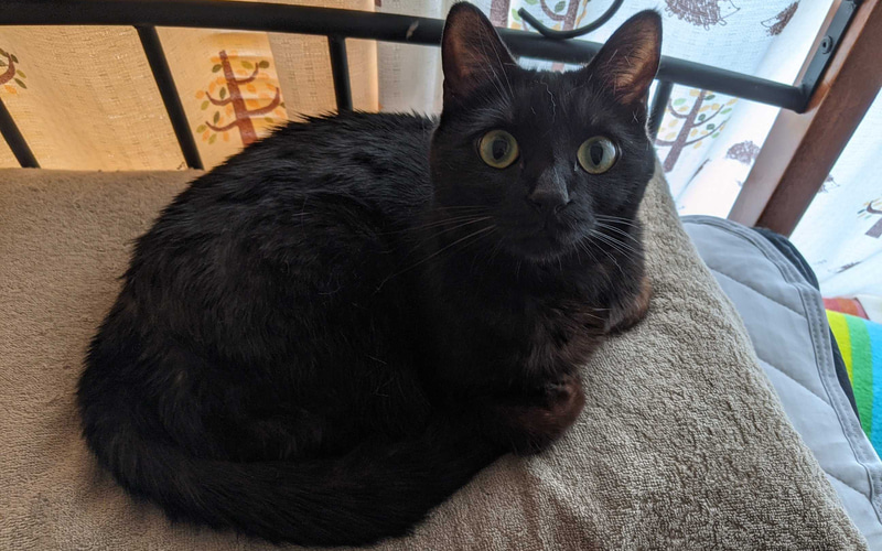 枕が愛猫のベッドになる、の図