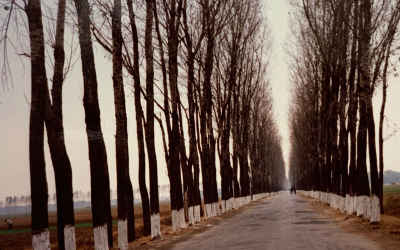 傷心の武漢への道、延々と続くストレート。並木には白いペインティングがされているが、コースから外れようものならひどいことになる