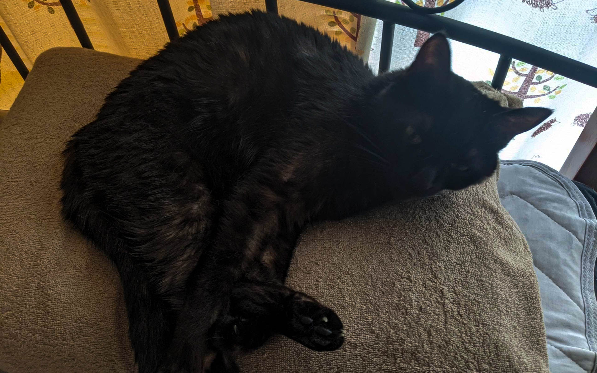 枕の上からほぼ動かなくなっているわが家の愛猫。ご飯の催促のときだけ起きてきます