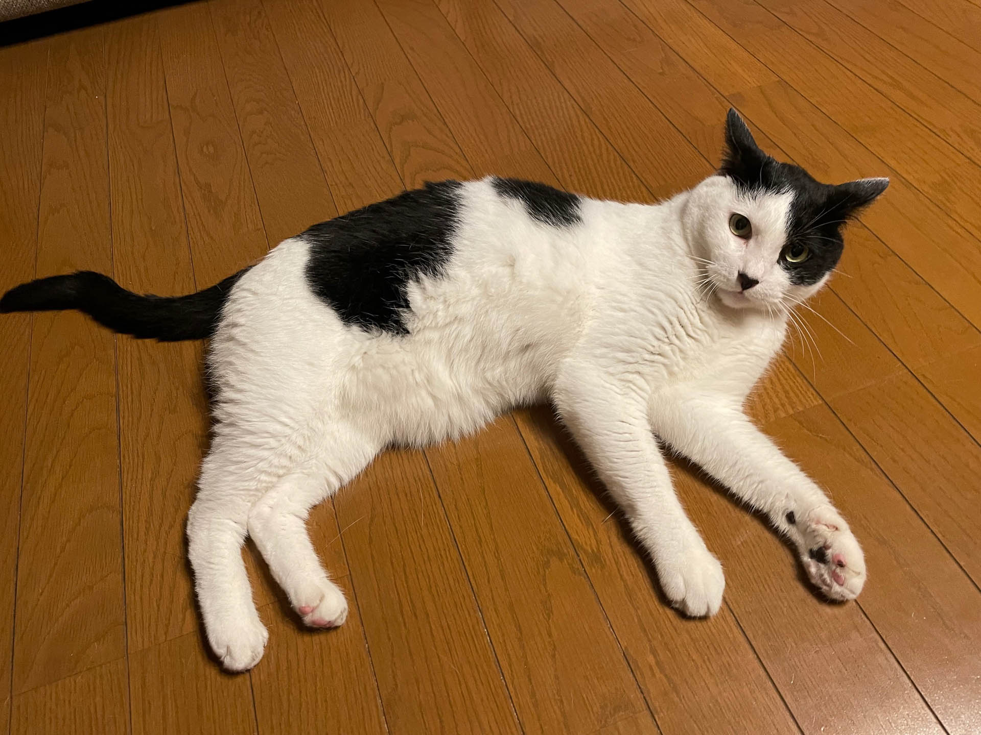 「やあ久しぶり！　元気だよ！」相変わらず人見知りなタイガーです。その姿を見た者はいない……