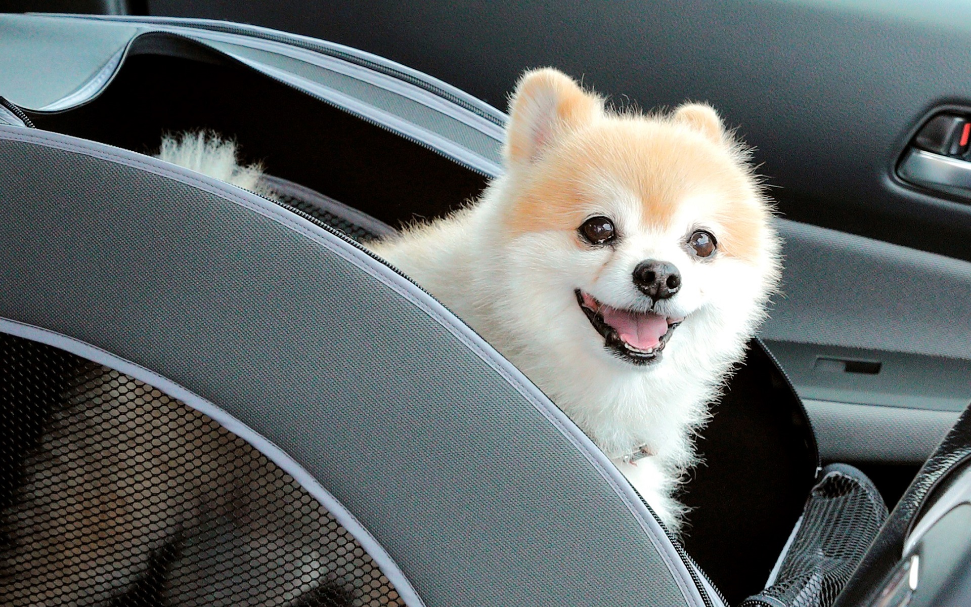 愛犬と一緒に参加できるイベントにホンダアクセスがオリジナル愛犬グッズを揃えて出展する