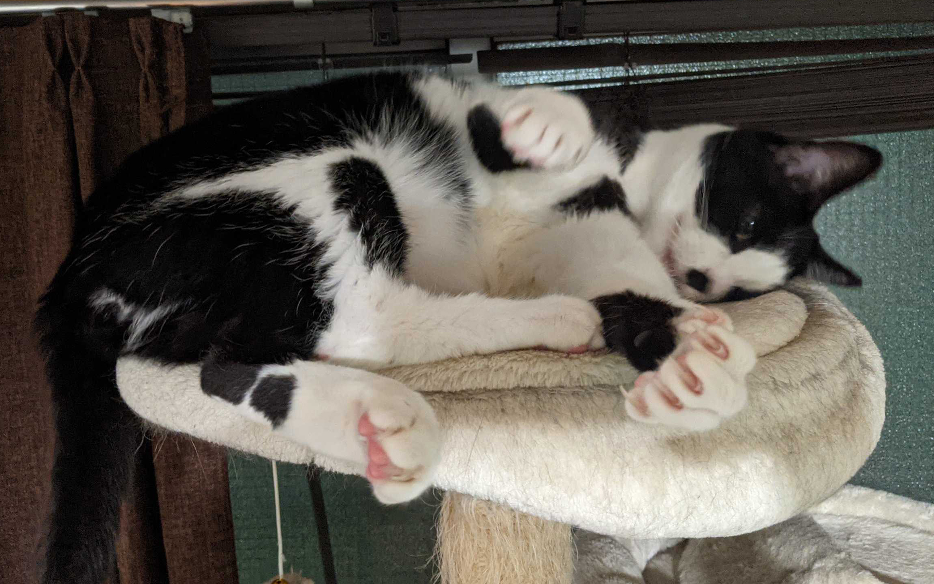 セクシーポーズを決めるモフモフのねこ