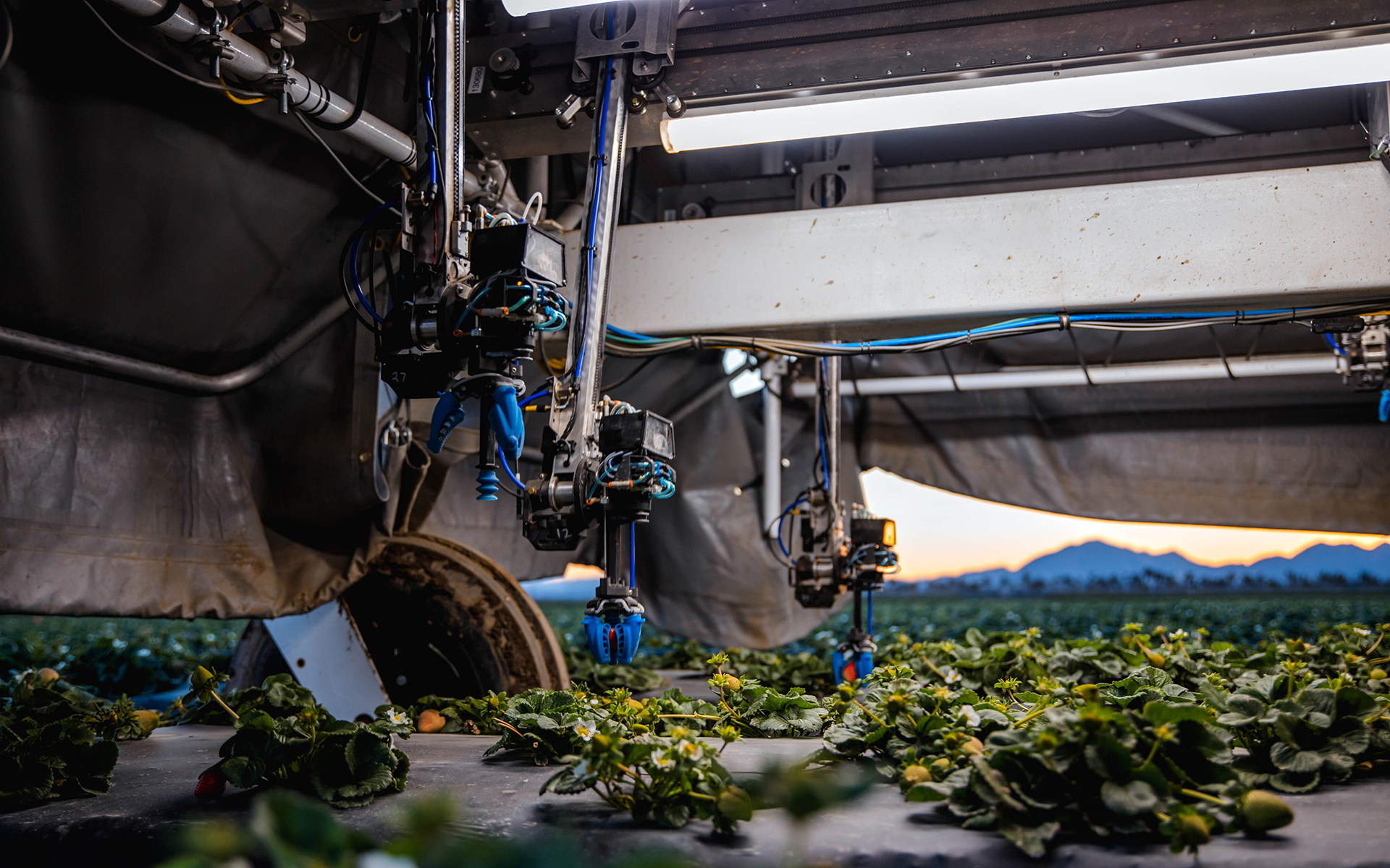 イチゴ収穫ロボット（内部）。画像センサーとAIで熟度を判別し、自動で収穫