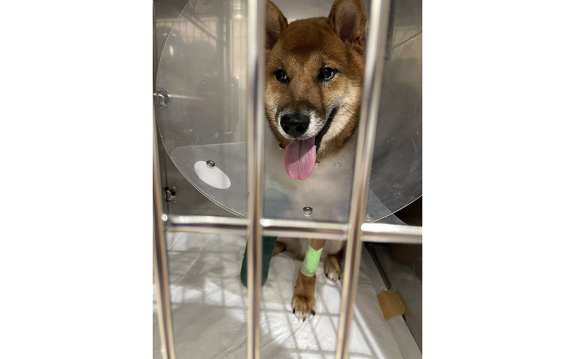 わが家の新メンバー「レオ」が生後7か月で足を骨折