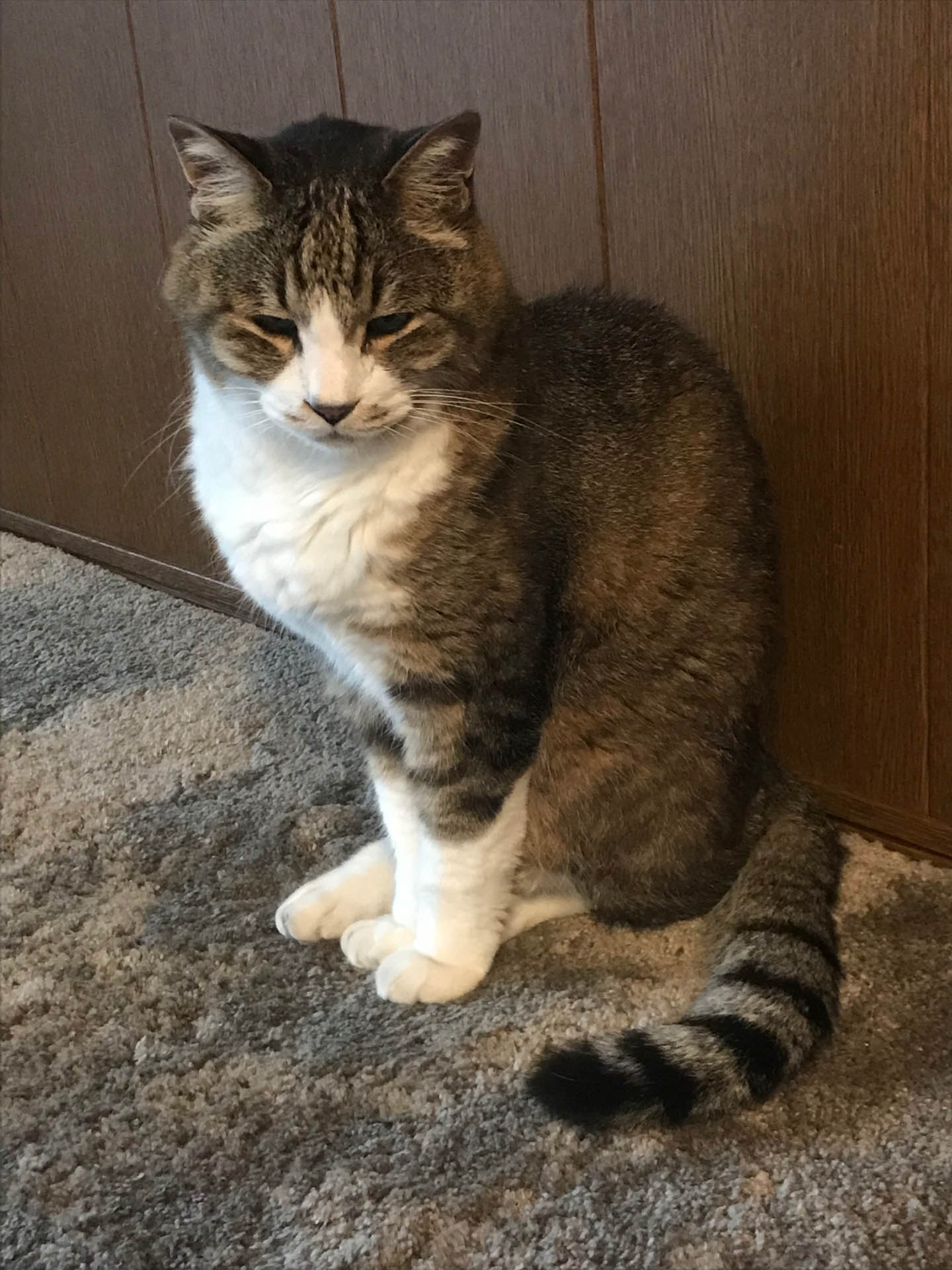 凛々しかったサスケ。左足がまっすぐ伸びないのは若い時の大けがの後遺症なんです