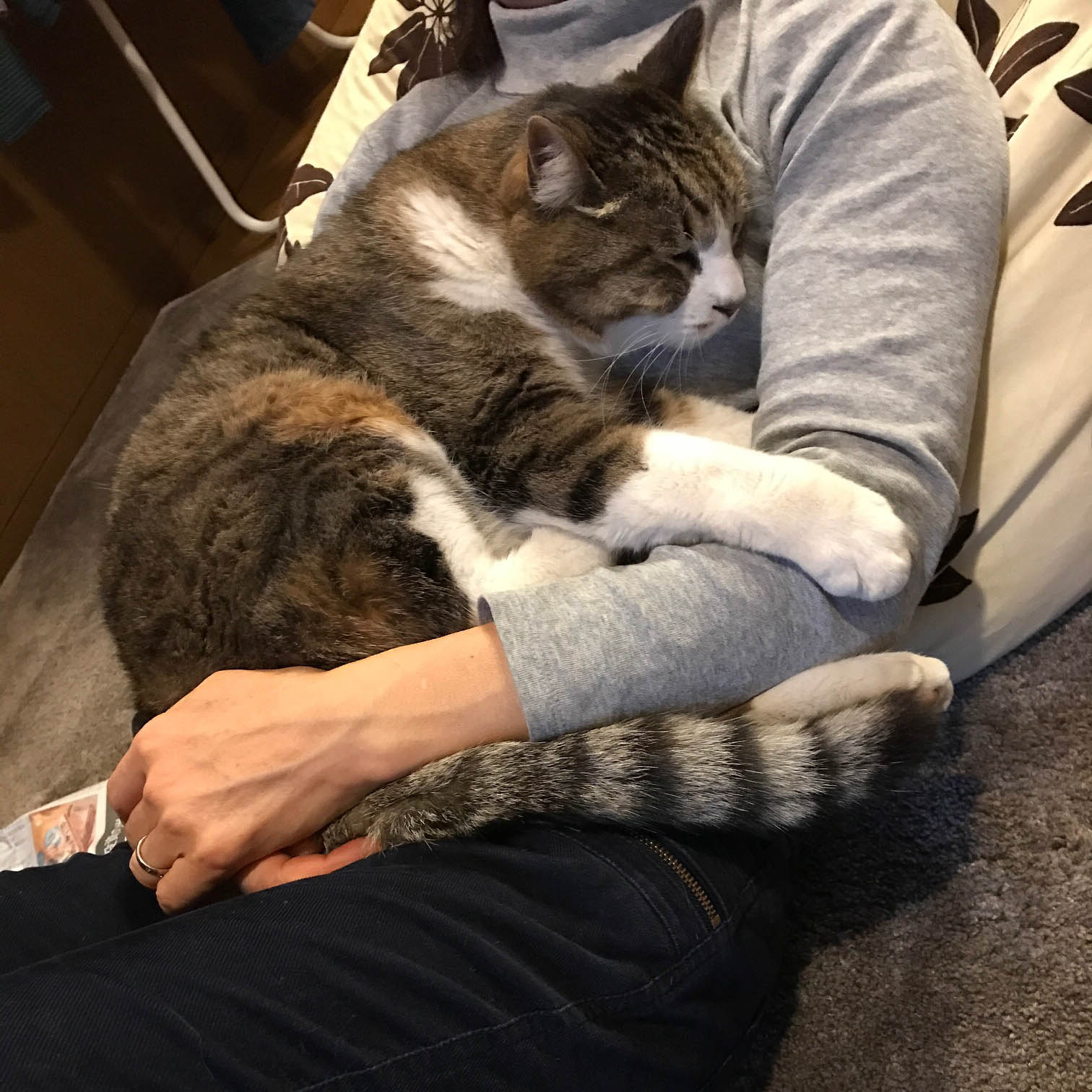 家内が良く可愛がってくれ、サスケも安心して抱っこされスヤスヤ寝ています