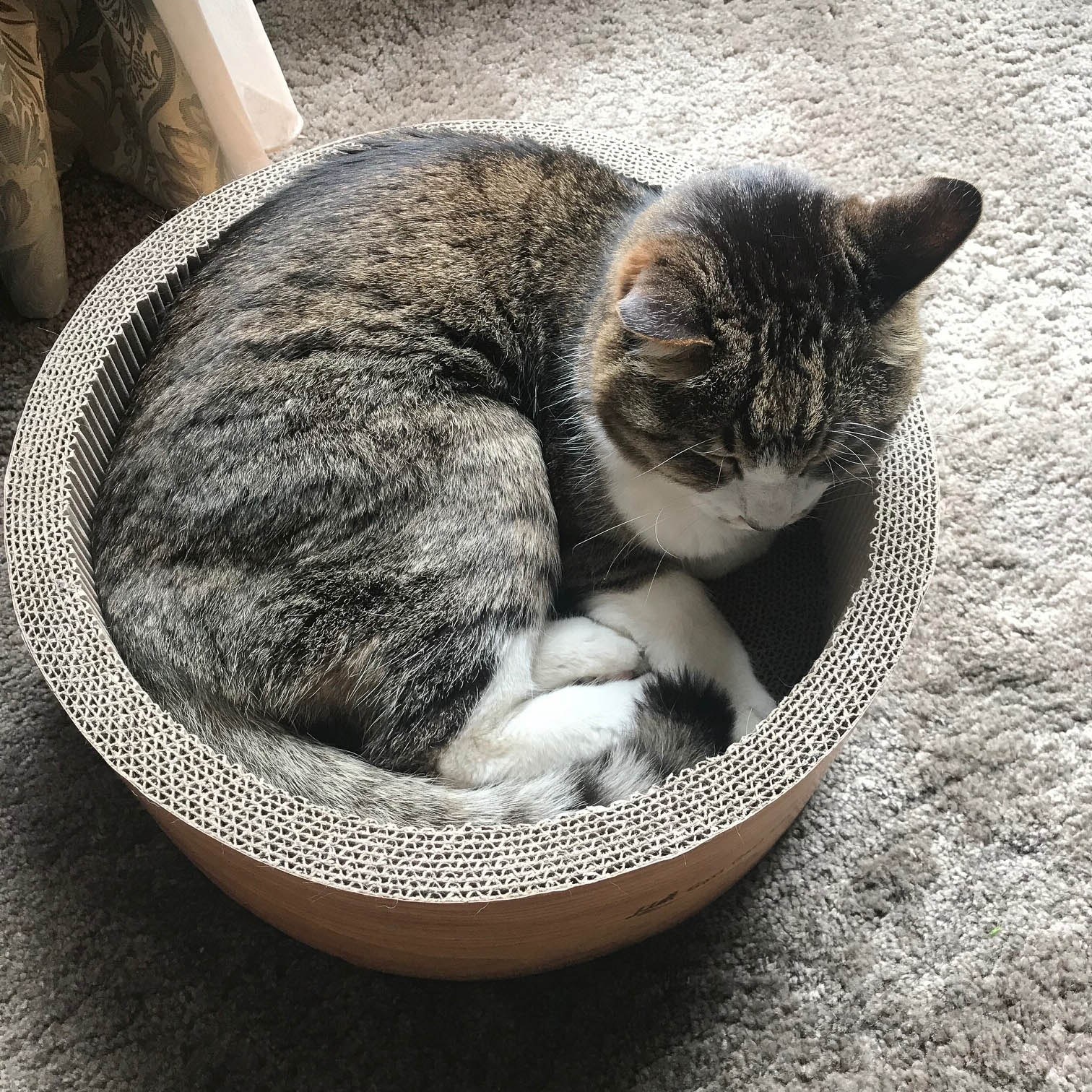 ネコは丸いものの中に入りたがります。サスケもネコ鍋になってみました