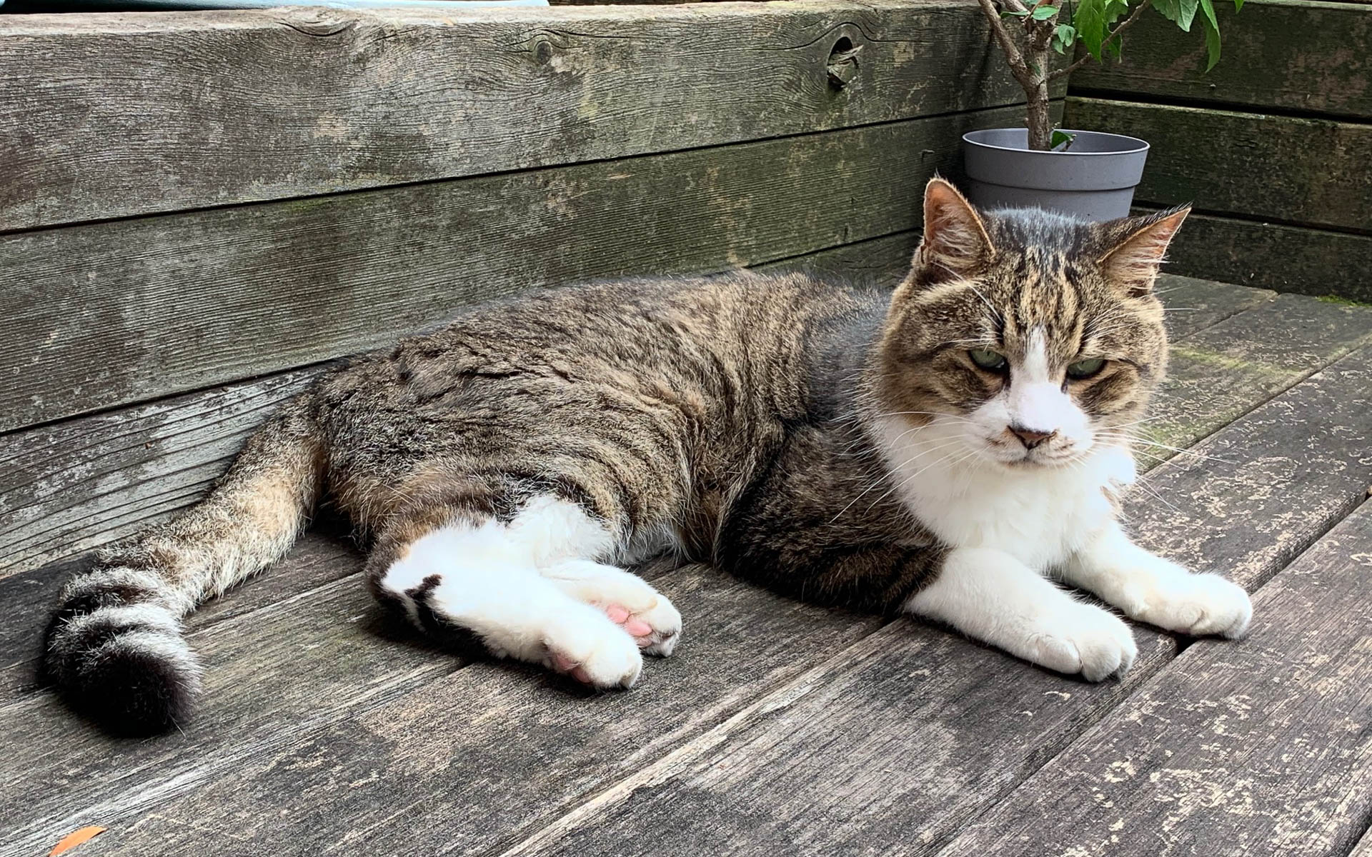 あまり外に出かけられなくなってからは時折ベランダで外気分を味わっていました