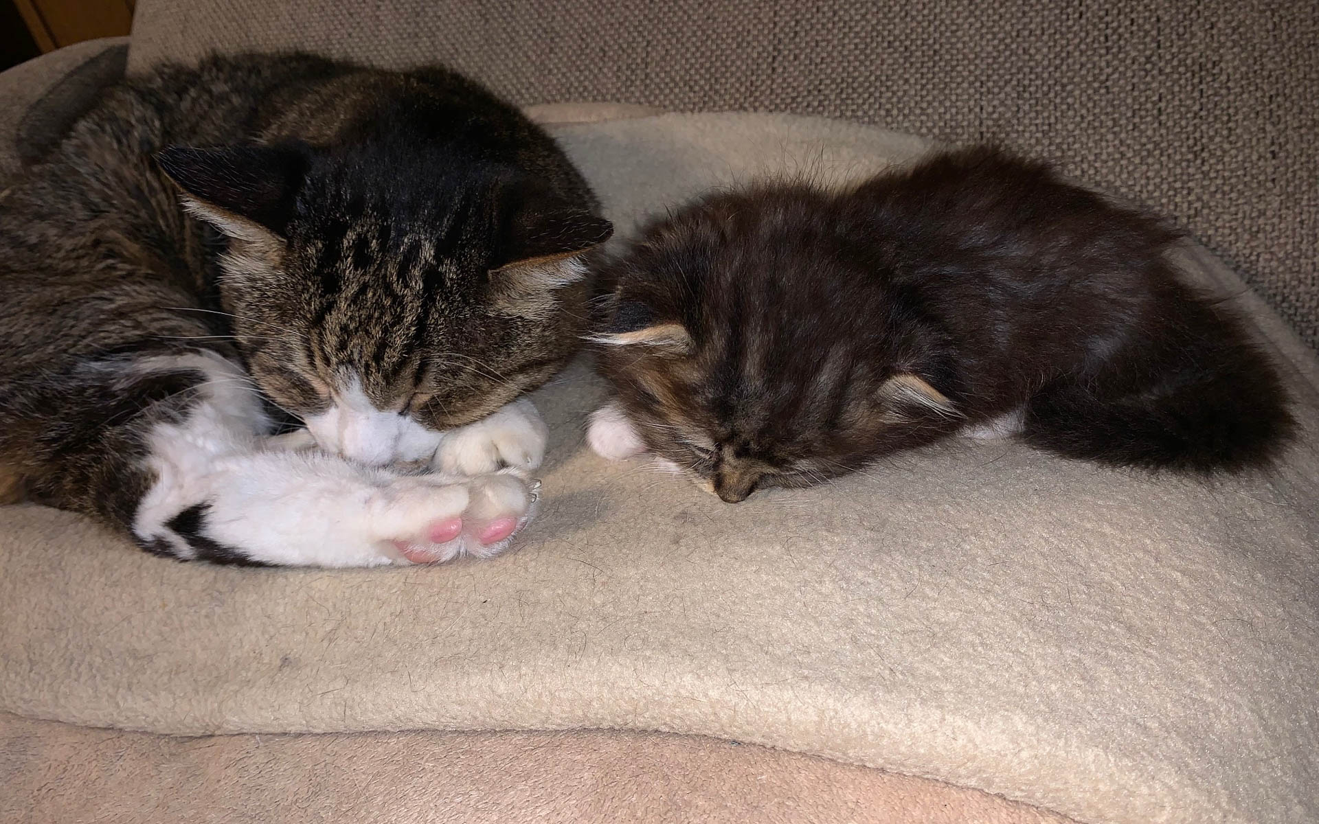 ムクはサスケとよく遊んでいました。サスケじいちゃん、オットリしてたから懐いてたみたい