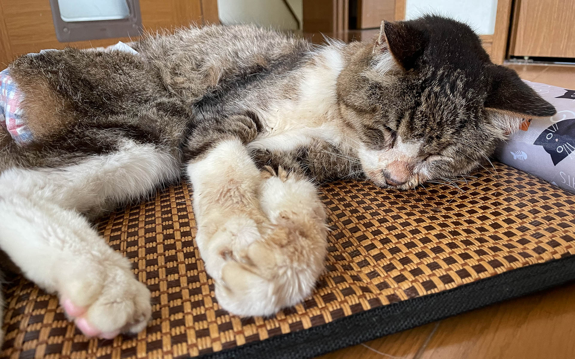 晩年のサスケ。オムツも離せなくなっていたけどよく食べてくれました。顔や手が汚れているのはお皿に手足を突っ込んで、鼻でかき回してガツガツ食べるからです。ネズミを追っかけている夢でも見てるんでしょうか？