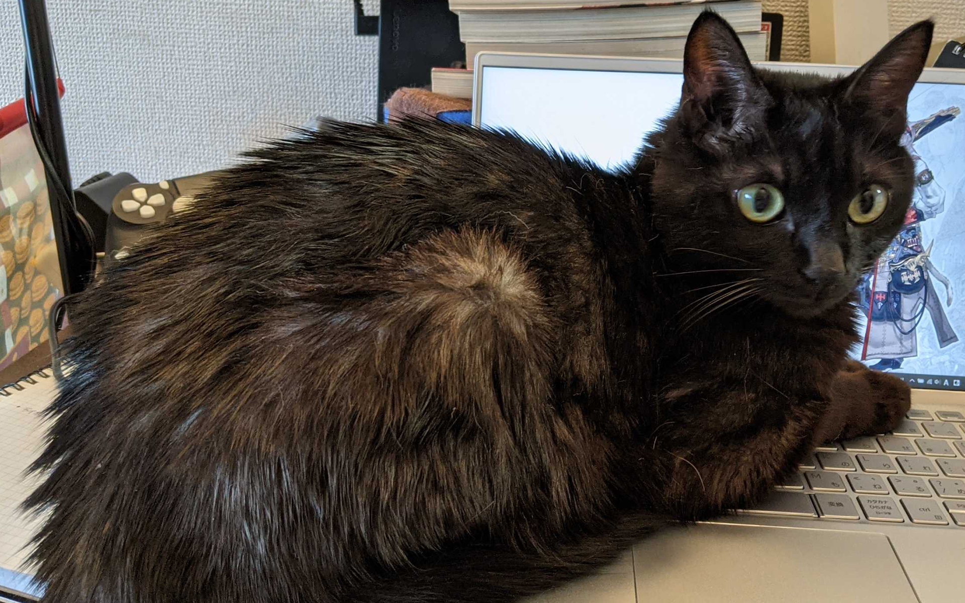 寒くなったのですね……