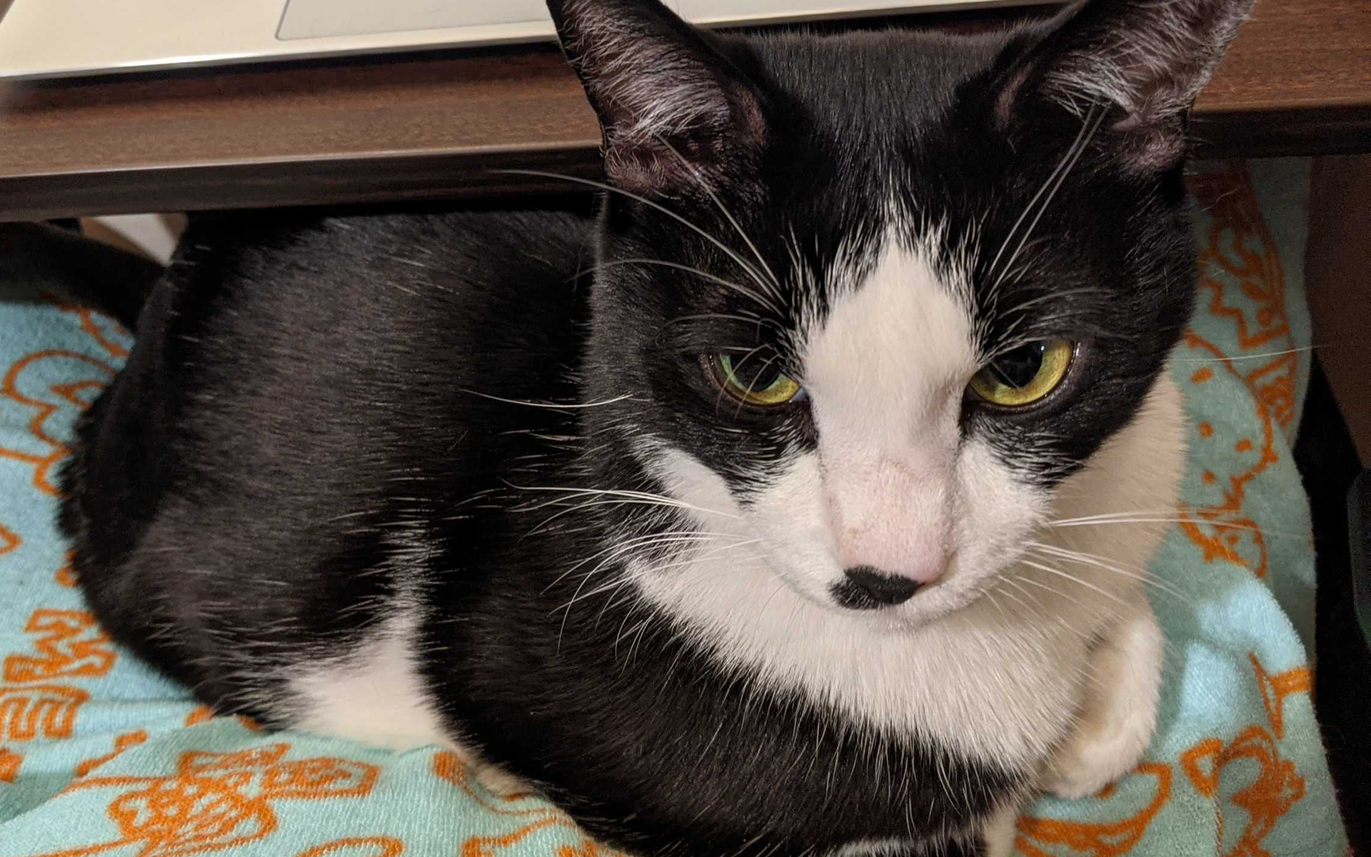 椅子に座って仕事をしていると、たまに足の上に乗ってくることもあります。嬉しい瞬間ですね。ただ、居心地があまりよくないのか、すぐにこたつの中へと姿が消えます。こたつには勝てない……