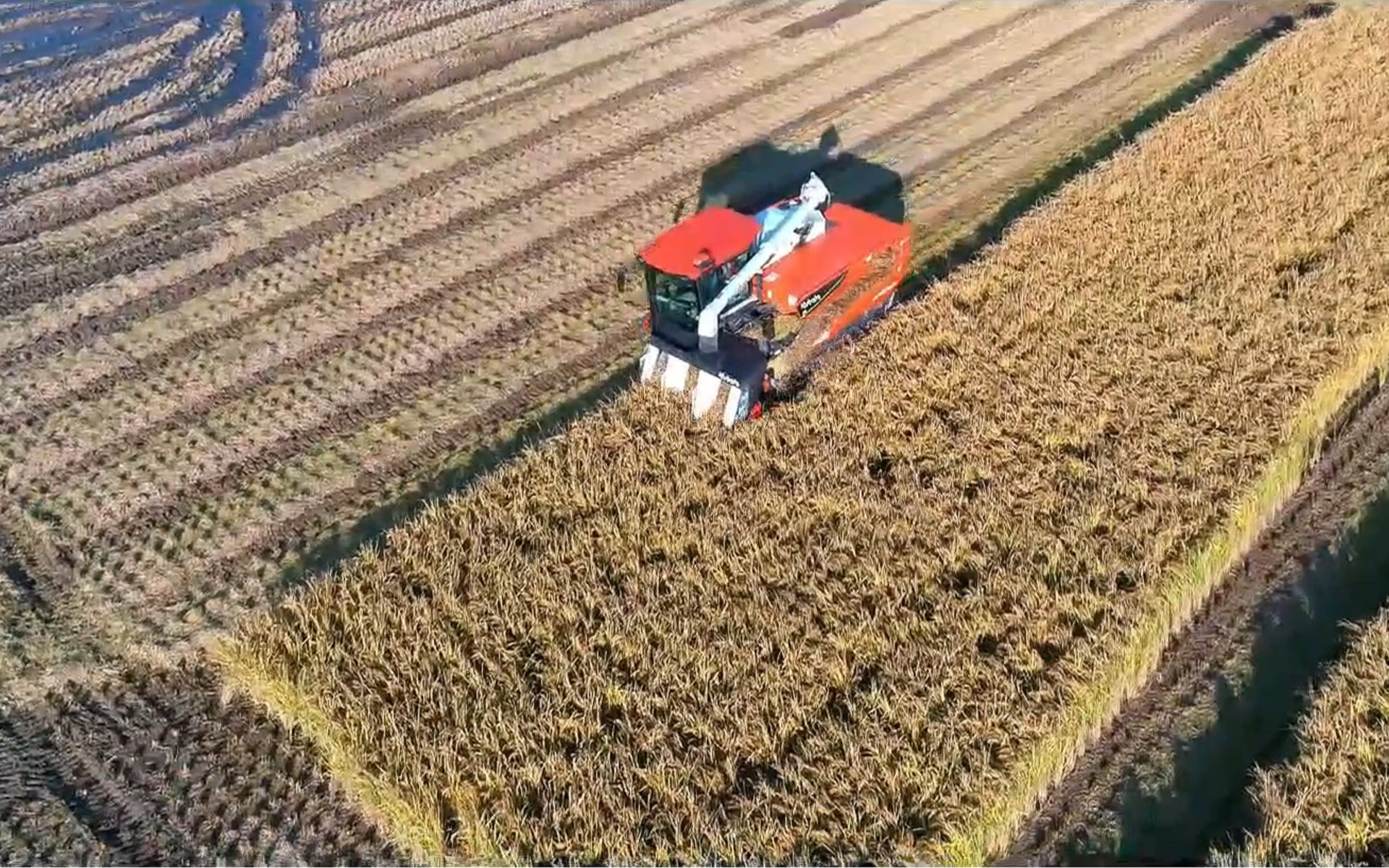 匠刈りを行なっている様子