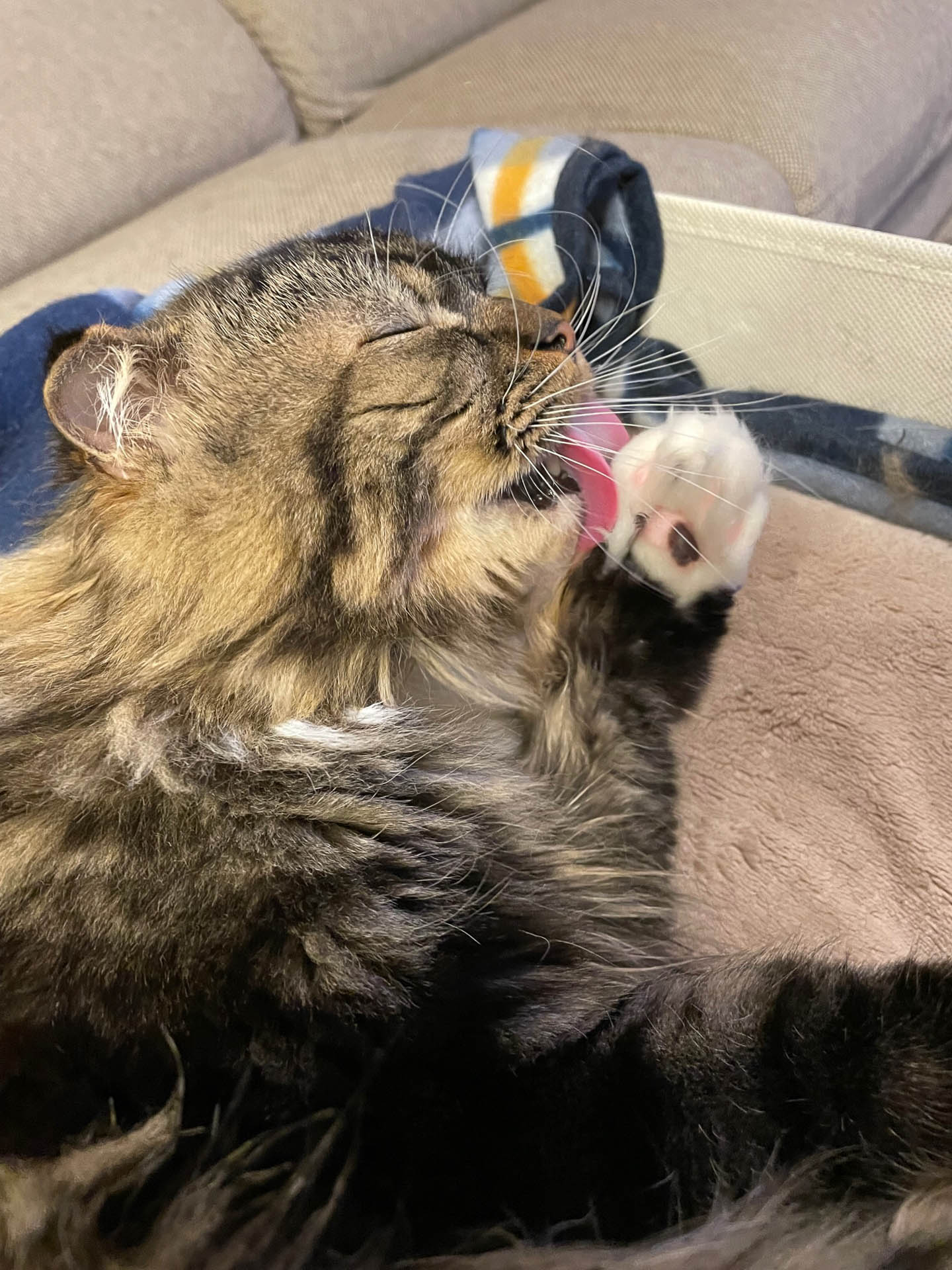 ムク、ひとしきり遊んだ後、定位置につき、毛づくろいを始めます