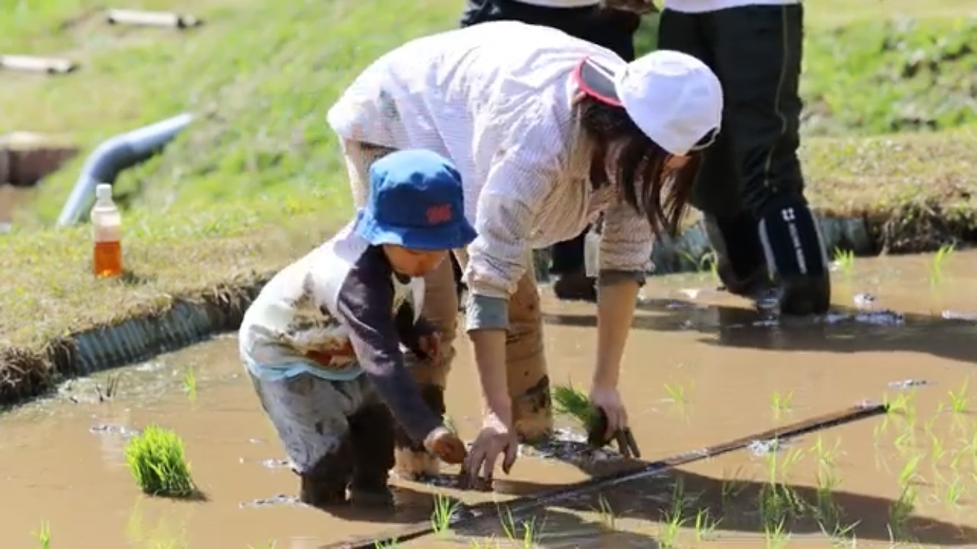 棚田での親子田植えプログラム