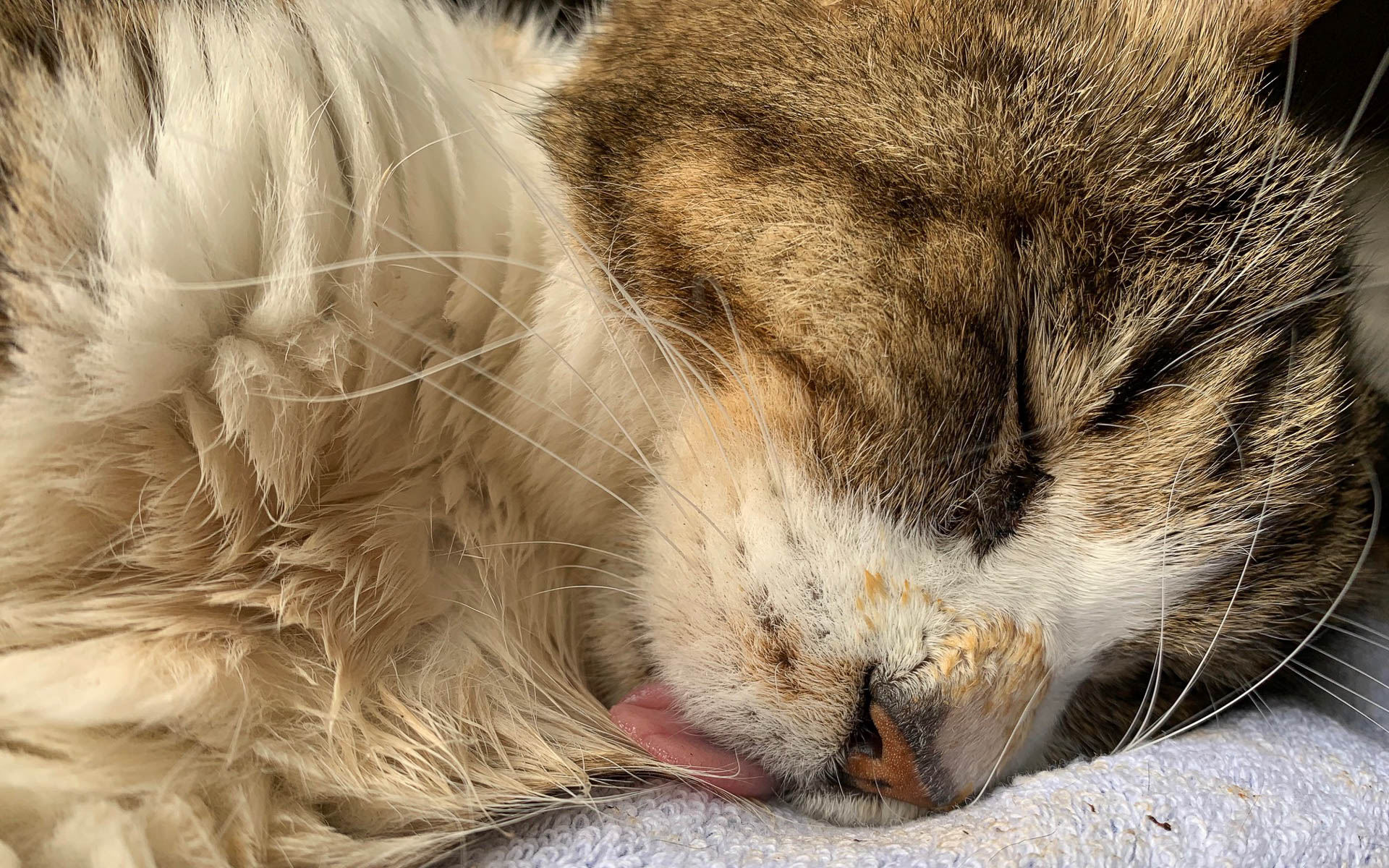 サスケさんが舌を出して寝ているのが懐かしい