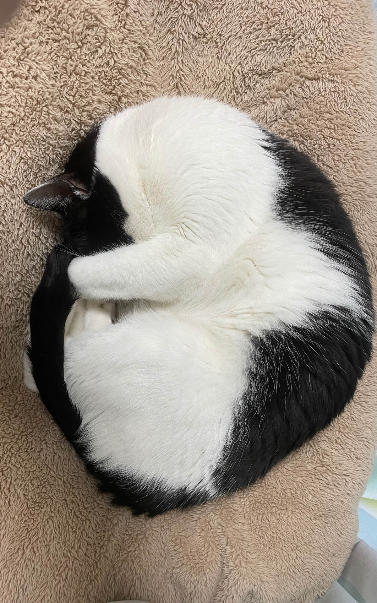 最近、遊びに来る時間が多くなったタイガーです。気が付くとベッドで丸くなっています