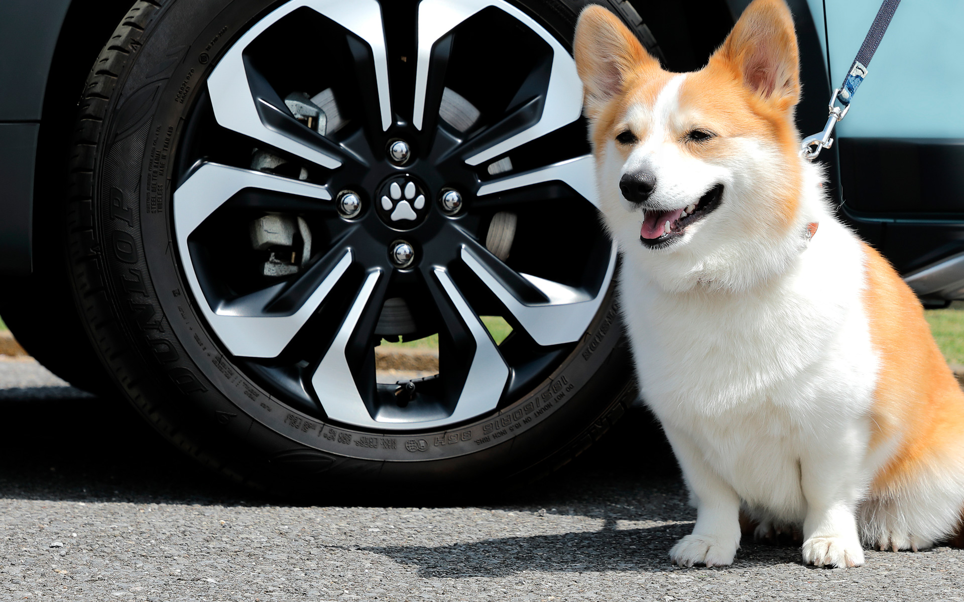 ペットセンターキャップ装着イメージ