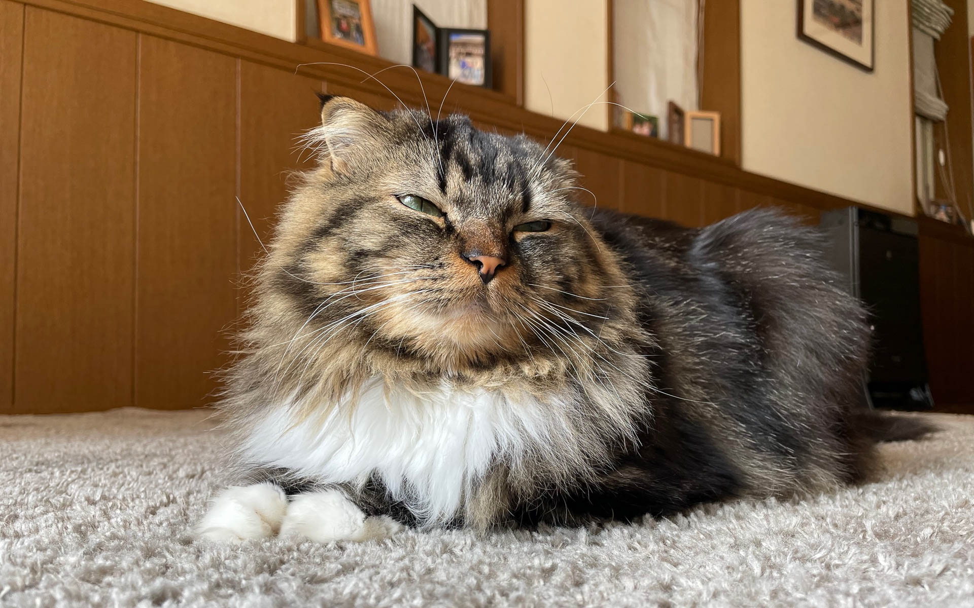 ムク、渋い顔してます。ま、次がんばるから……