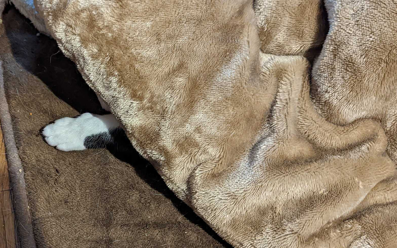 暖かい日が続いたので、そろそろこたつを片付けようかなと思っていたところ、急に気温が下がって「やっぱりこたつがないと～～～」と、そそくさと潜り込んでいたわが家のお猫さま。なぜか手だけこたつ布団からにょっきり出ていたところを激写しました