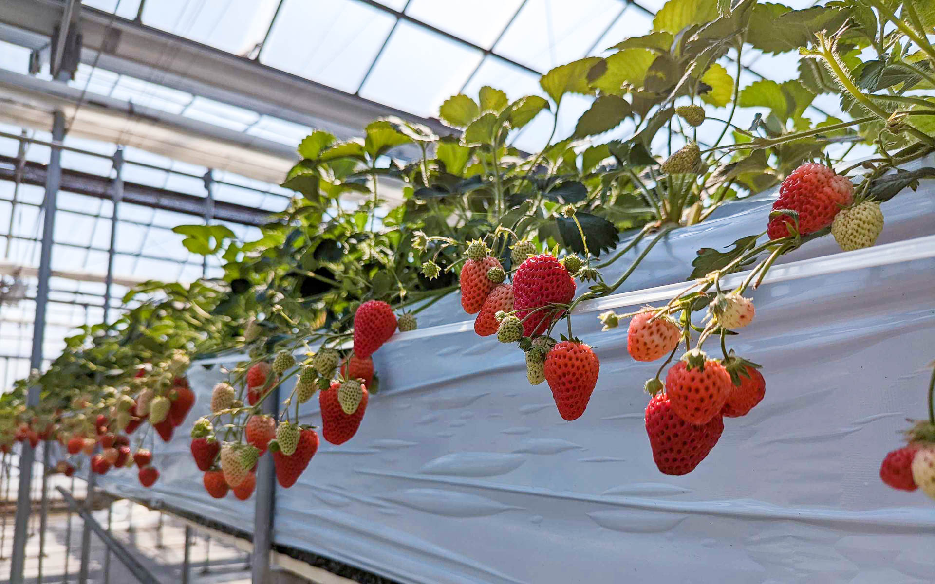 いちごはほぼ水分だから、どれだけ食べてもカロリーゼロです