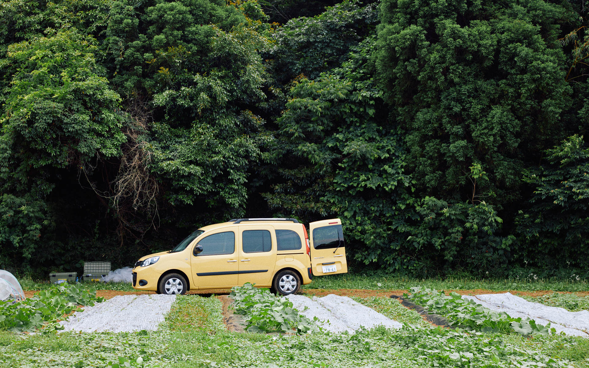 代官山青果店の協力で苗が植えられ、順調に育っている