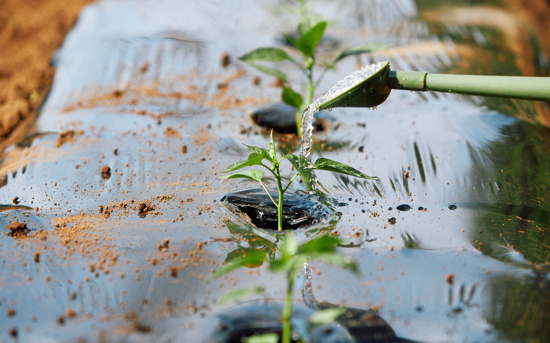 代官山青果店の協力で苗が植えられ、順調に育っている