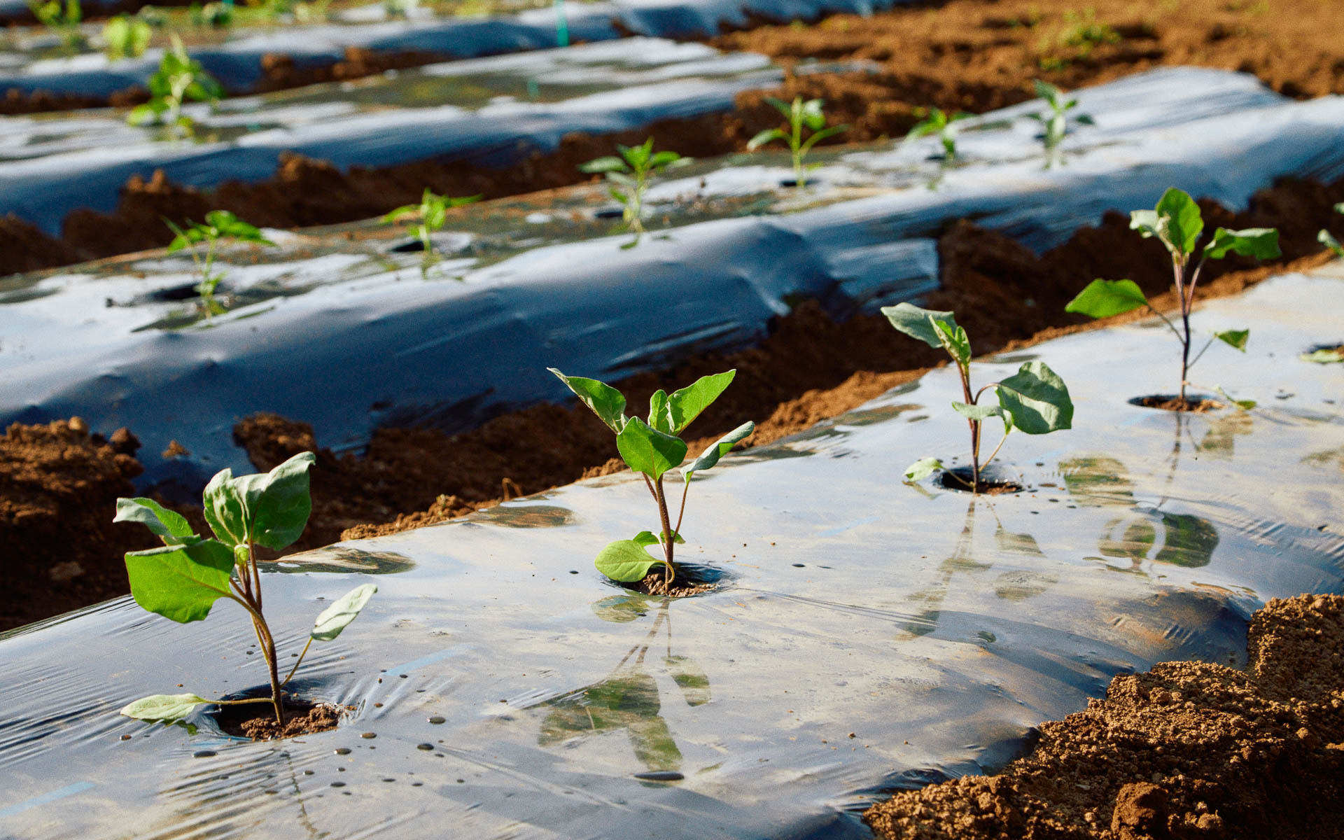 代官山青果店の協力で苗が植えられ、順調に育っている