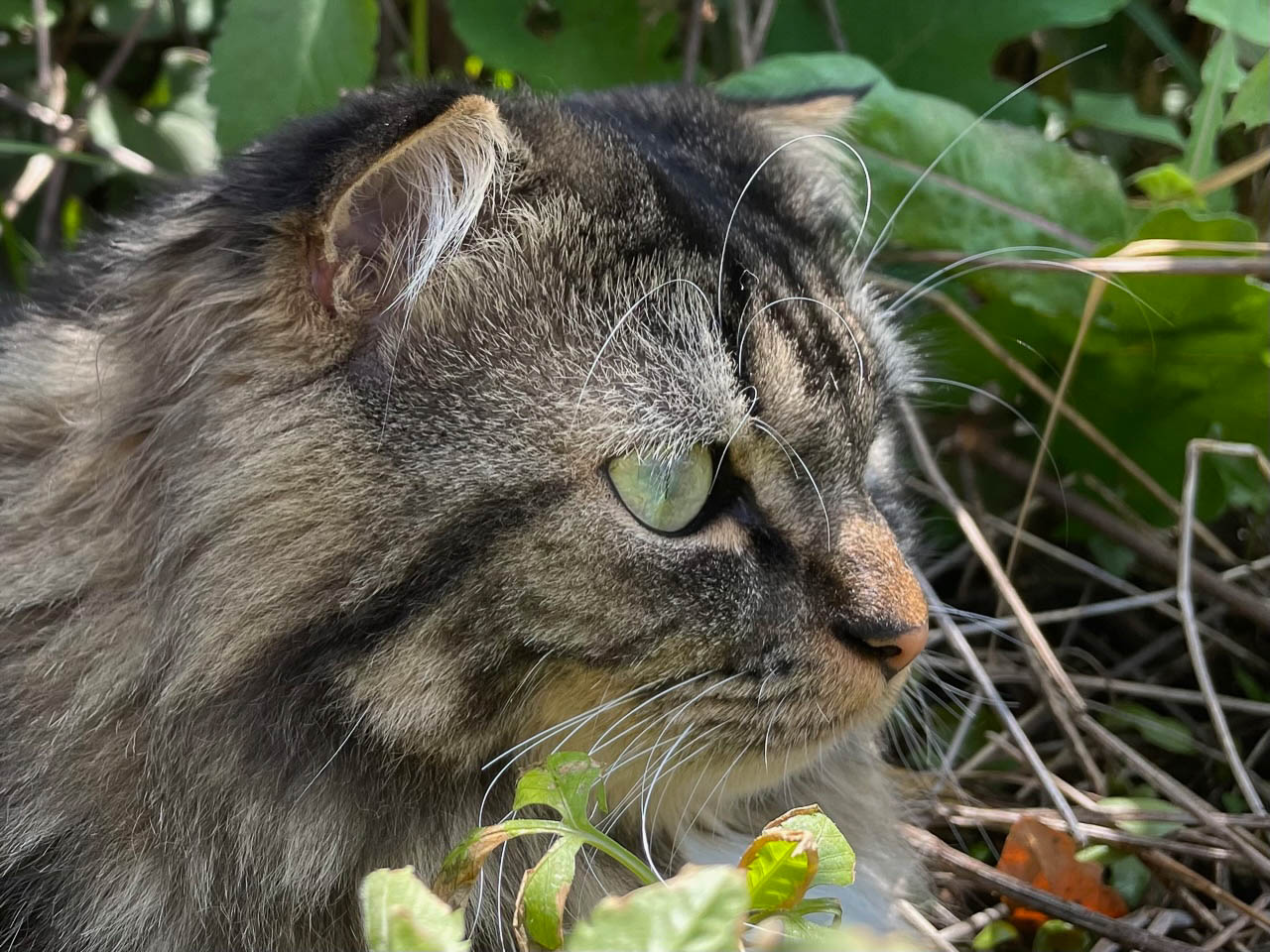 ある日のムク,草むらでボーっとくつろいでいますが、相手をしているこちらも一緒にボーっとしていなければならないのがちょっとつらい