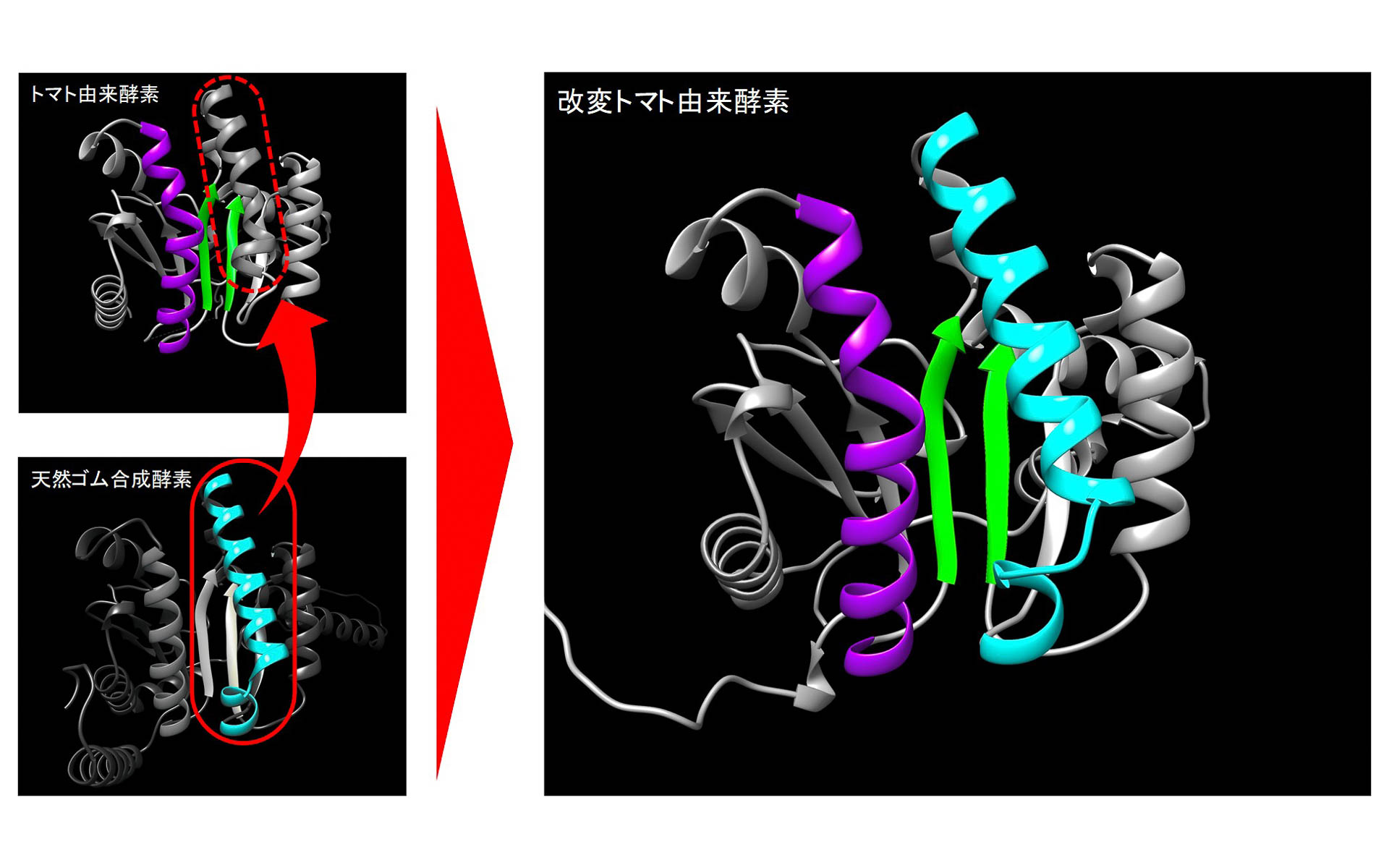 トマト由来酵素と天然ゴム合成酵素の重要部位を置き換えたイメージ