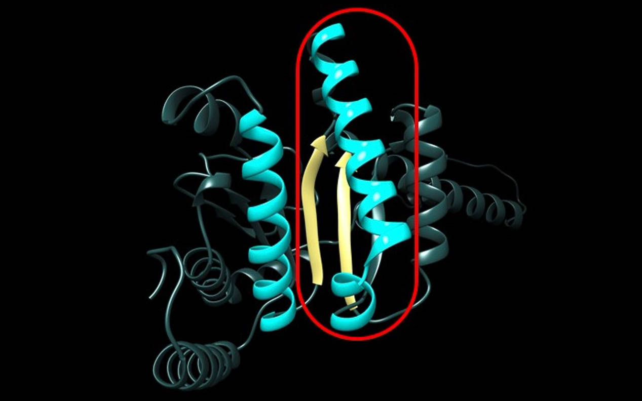 赤枠が鎖長に影響を及ぼす重要部位。画像左がトマト由来酵素、画像右が天然ゴム構成酵素