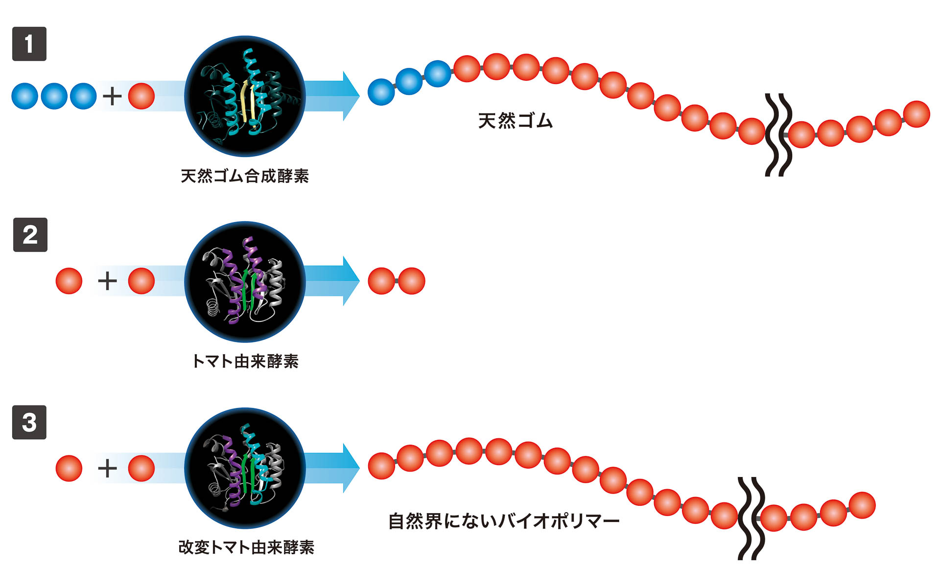 酵素を触媒として用いた合成反応イメージ。1は通常の天然ゴムを合成したもの。2のトマト由来酵素では短鎖しか合成できない。3では、改変酵素を触媒とすることで、天然ゴムと異なる構造で天然ゴムと同程度の鎖長を持つバイオポリマーの合成に成功