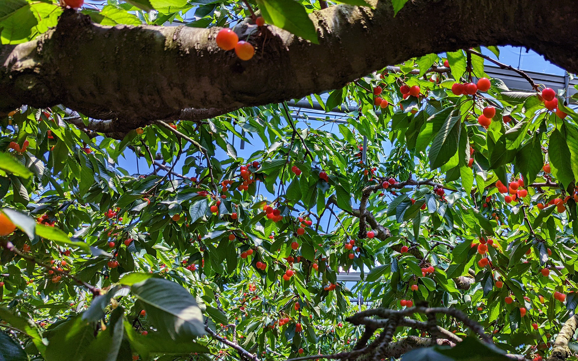 たわわに実ったさくらんぼ。甘さバツグンでおいしかったです