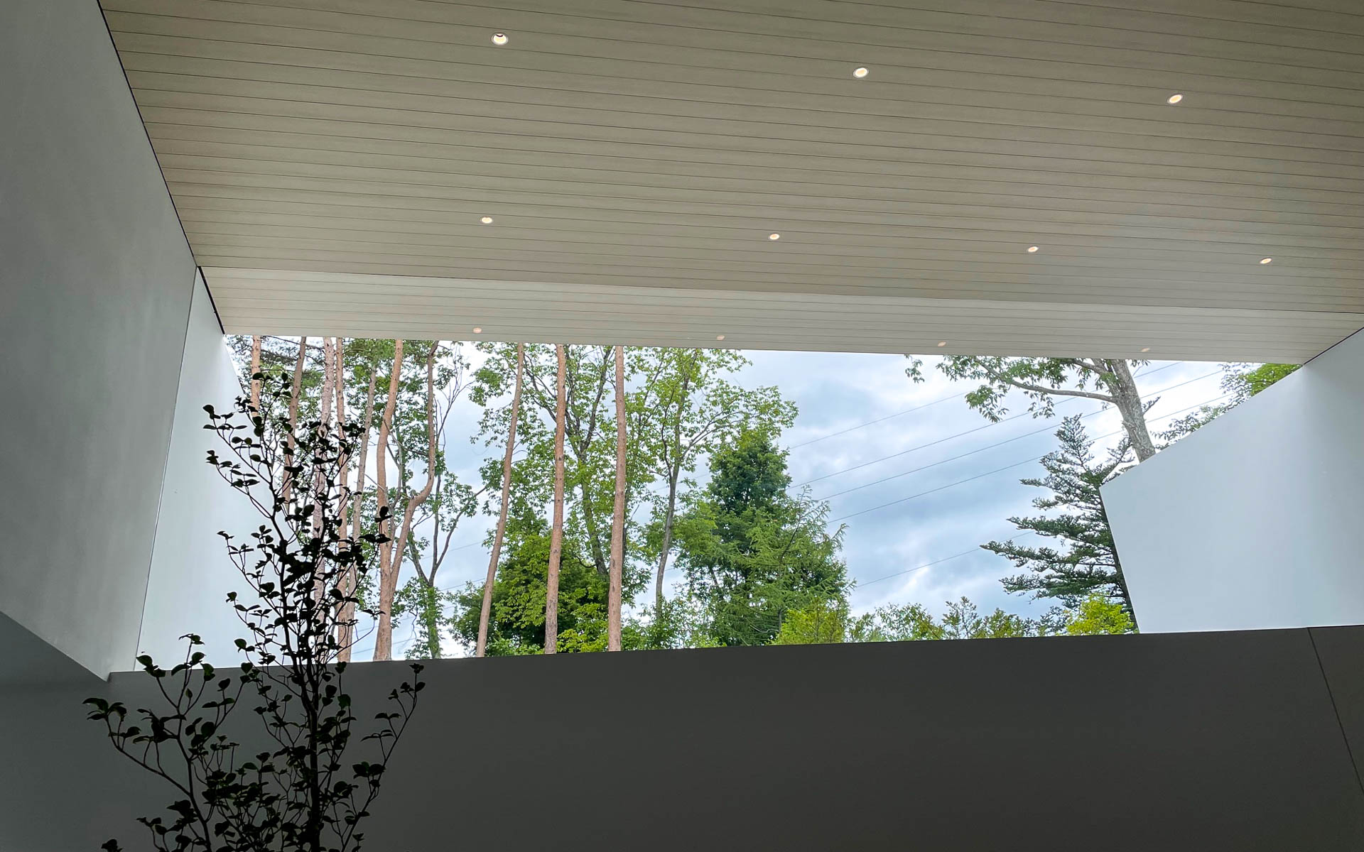 「土管のゲストハウス」の中から見上げるとこんな景色が。木々を通して入る光が優しい。下側の黒い部分は影です。家の中に植栽がある