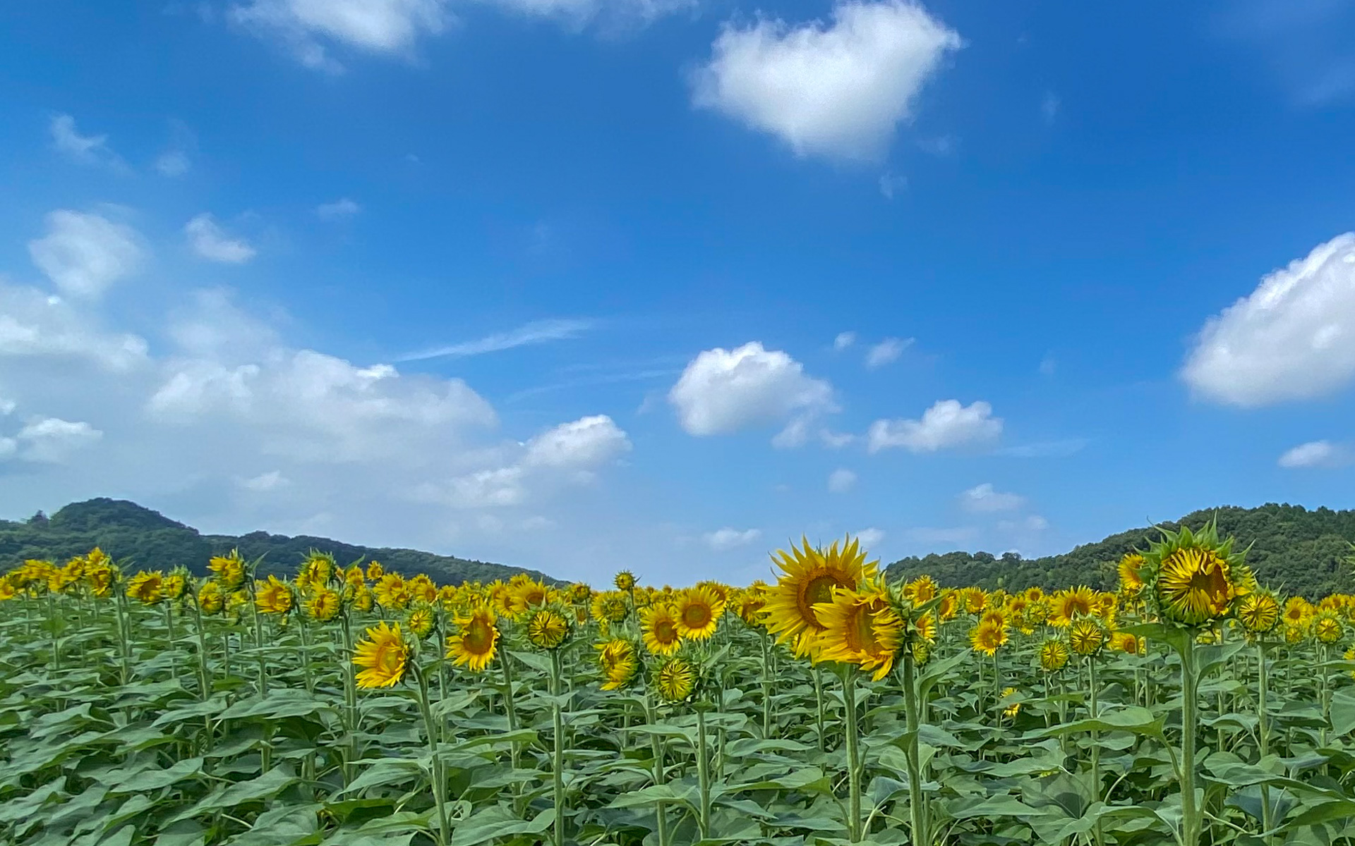 7月28日に開花した益子町のひまわり畑。メインのハイブリッドサンフラワーをはじめ、4種類の品種が見られるそうです。見ごろは8月10日〜16日ごろで、16日までは会場内に約200台の駐車場が無料で利用できますよ。SNS映えまちがいナシのフォトスポットもあります