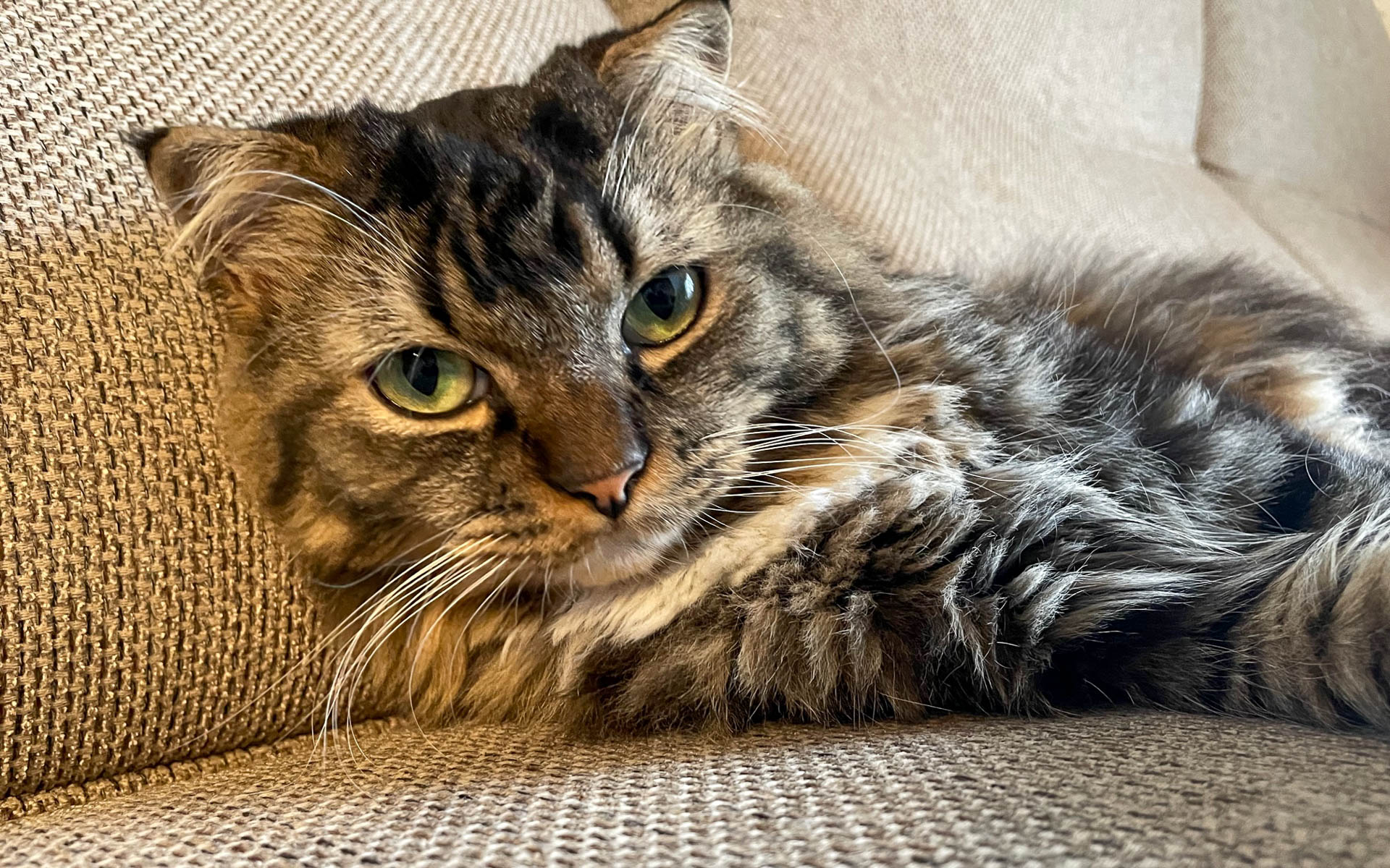 久しぶりのムク。そのうちしゃべりだすんじゃないと思うときがあります