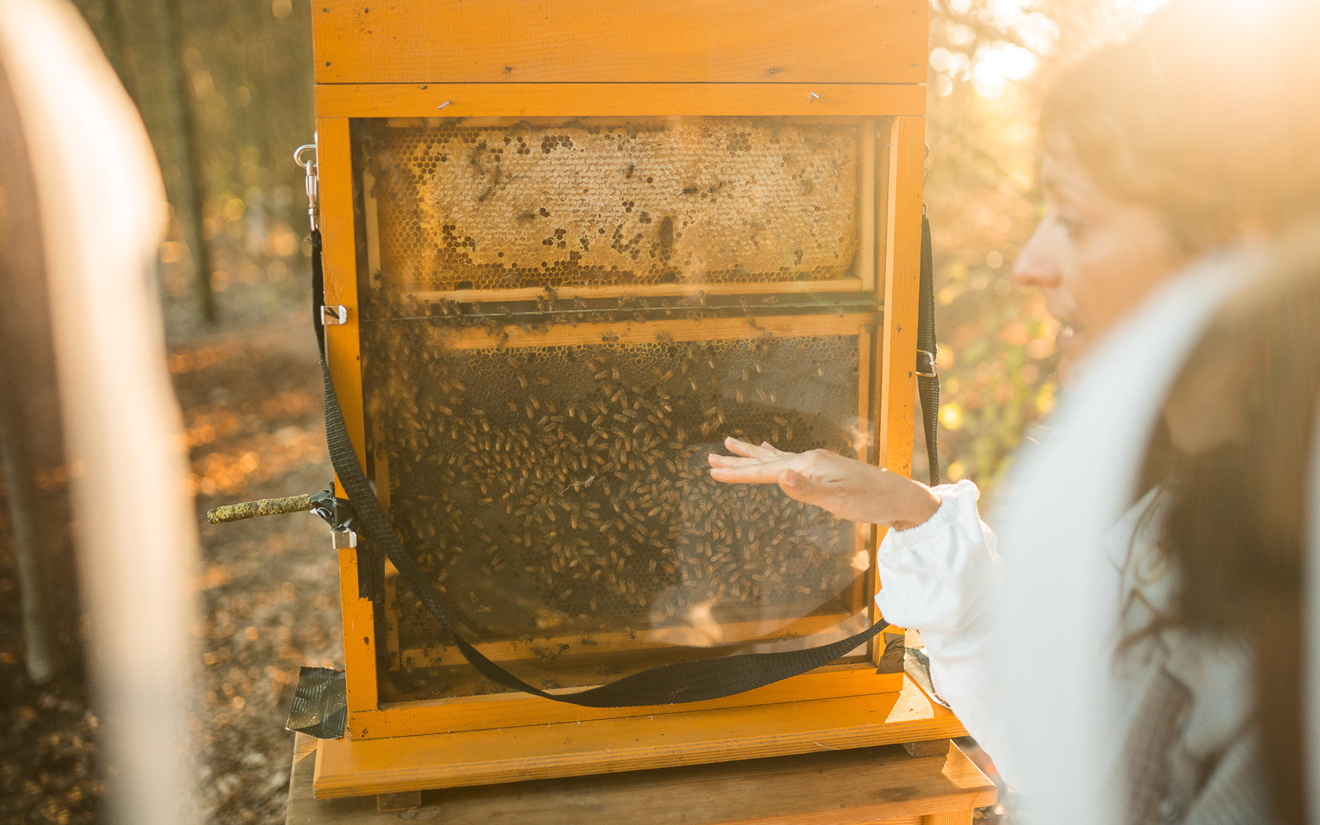 蜂のモニタリング事業。蜂の生態を研究している