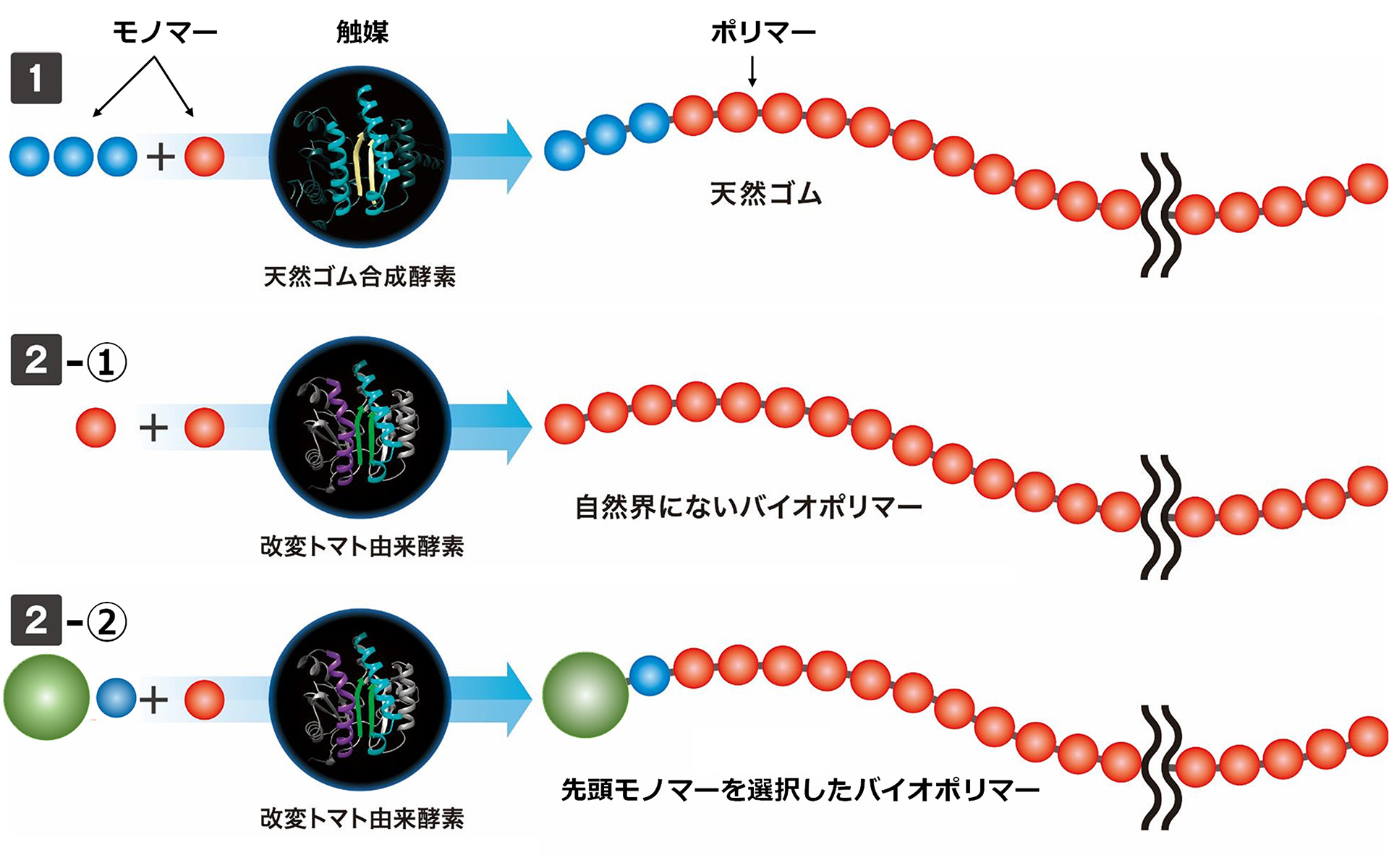 1は通常の天然ゴムを合成したもの。2-1は改変酵素を触媒として、天然ゴムと異なる構造で天然ゴムと同程度の鎖長を持つバイオポリマーを合成（2022年6月30日発表）したもの。2-2はさらに先頭モノマーを選択した新たなバイオポリマーの合成に成功したもの