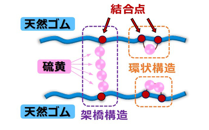 硫黄と天然ゴムの結合イメージ
