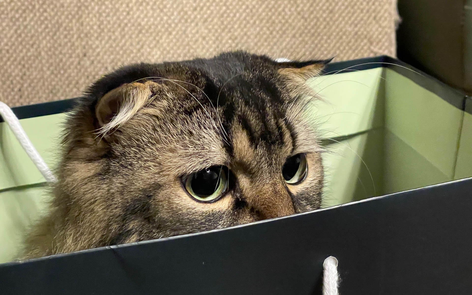 ムクも固唾を飲んで、その行方をこっそり見ています