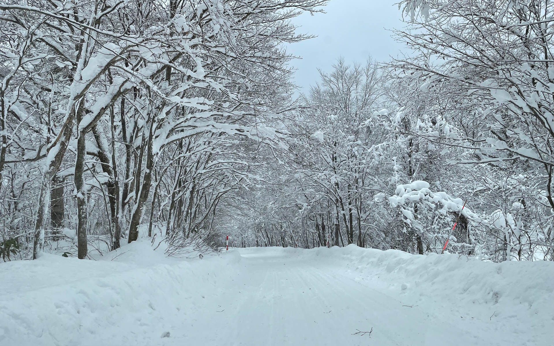 飛行機を乗り継いで青森に到着。千人風呂で有名な酸ヶ湯へ向かう峠道