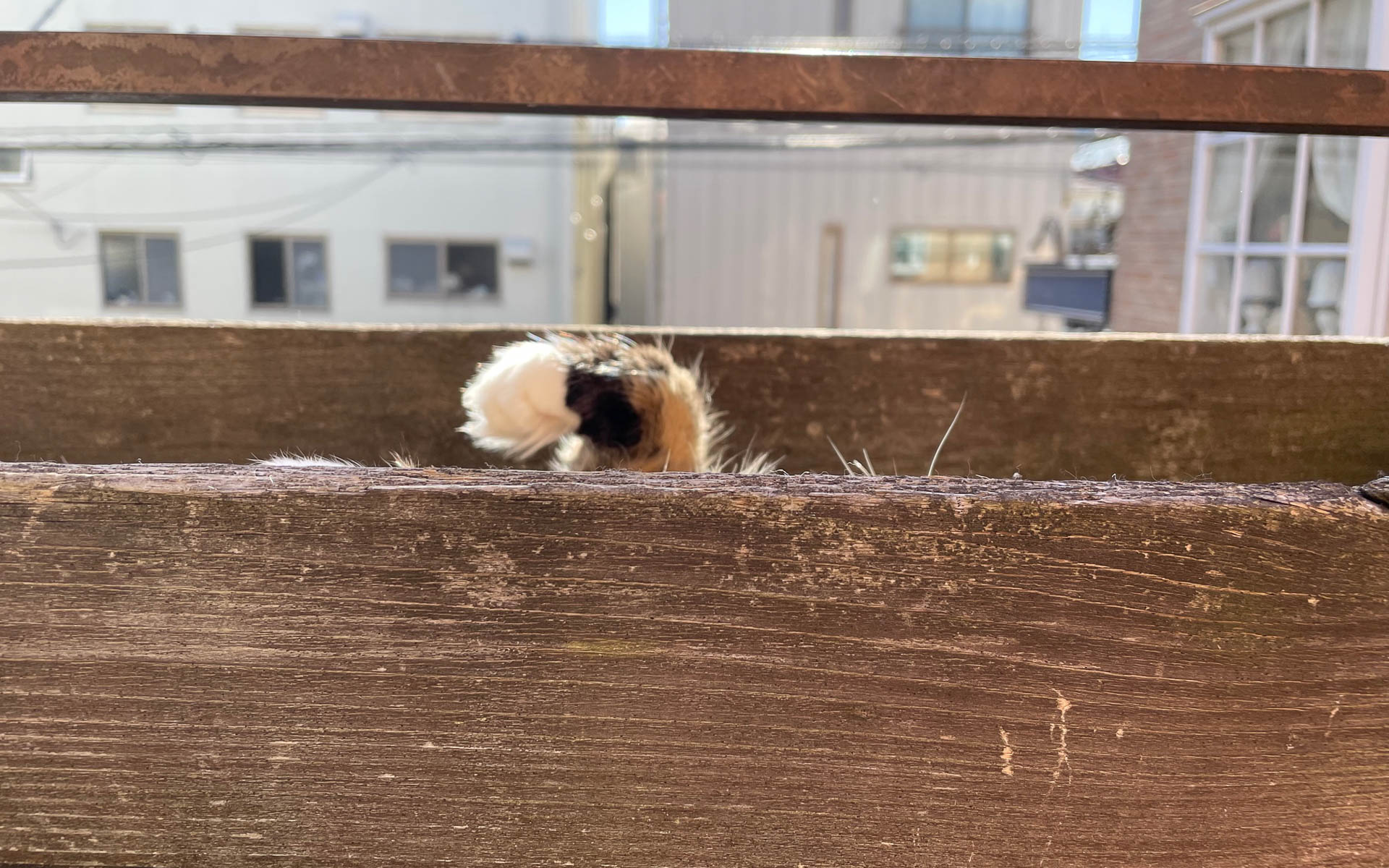 へそ天で熟睡中のムク。左手は何を呼んでいるのでしょうか？　肉球をプヨプヨしても全く起きません