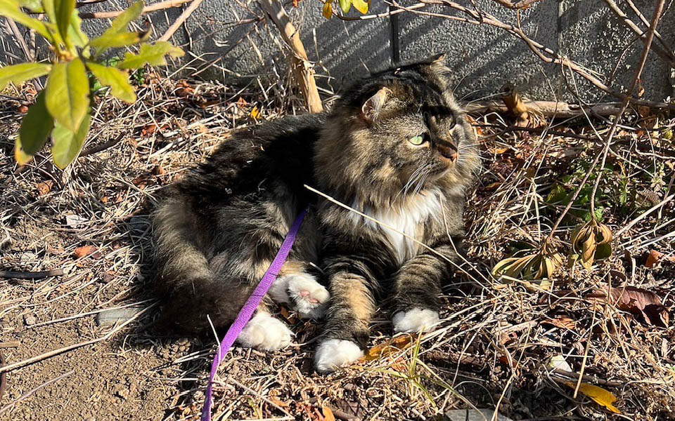 散歩中のムク、日だまりを見つけてまったりしています。これは家内に連れられて（どっちかと言うと逆ですね）散歩先で