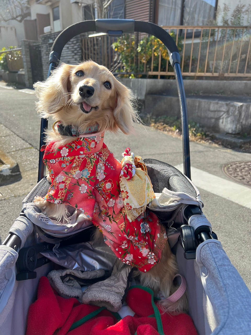 ワンニャン友達のワンコさん。着物を着てかわいがられているのが表情からも分かります