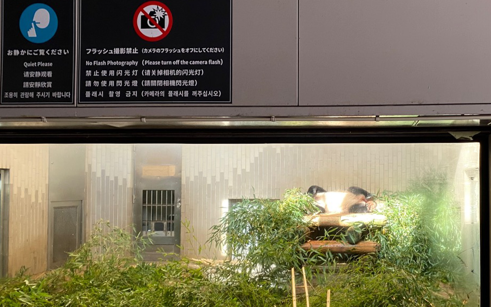 あんなに楽しみにしていた、最初で最後のシャンシャンとの対面となるはずだったのに……。数時間前からこの状態だったらしく、わが家を含め、その間に観覧時間となったファンはガッカリ。せめて、寝顔だけでも見えたらよかったのに、それさえ笹に隠れて見えないという（笑）。でも、それも含めていい体験になったと思うことにします！