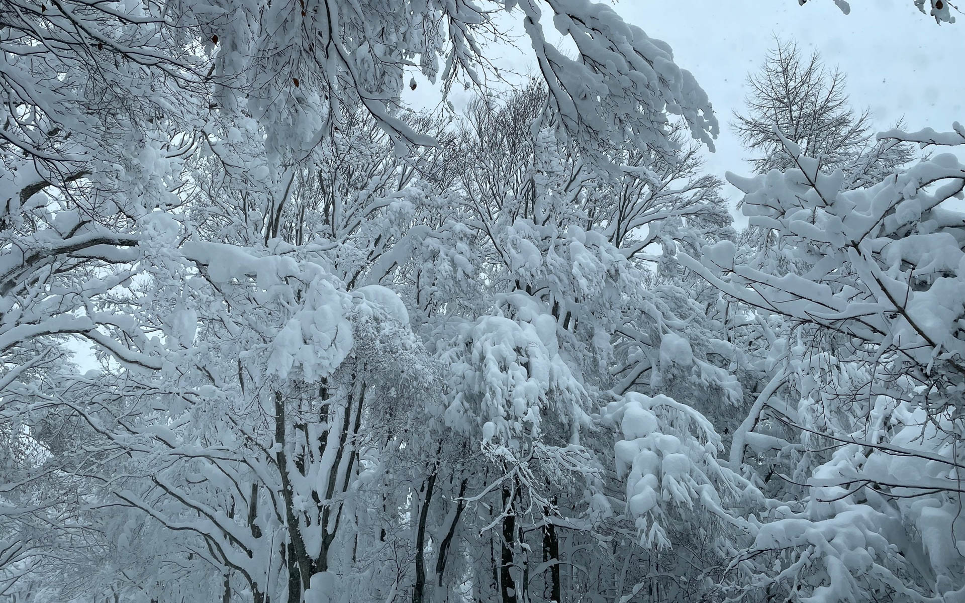 急激な大雪は木も倒しそうで、もっと気温が下がると蔵王が有名なスノーモンスターに成長するんでしょうか？