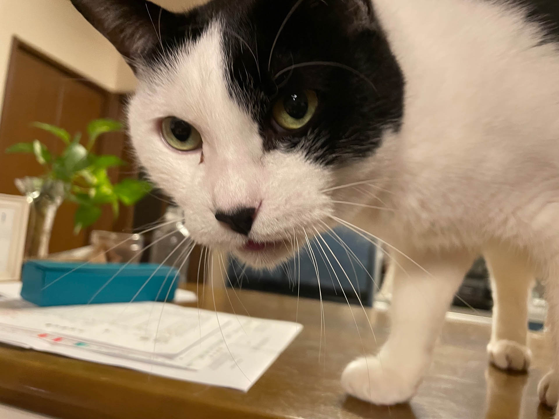 久しぶりのタイガーとトバの兄弟。仕事をしていると突然テーブルに乗ってきて、現実に引き戻してくれます。でも癒やされる～