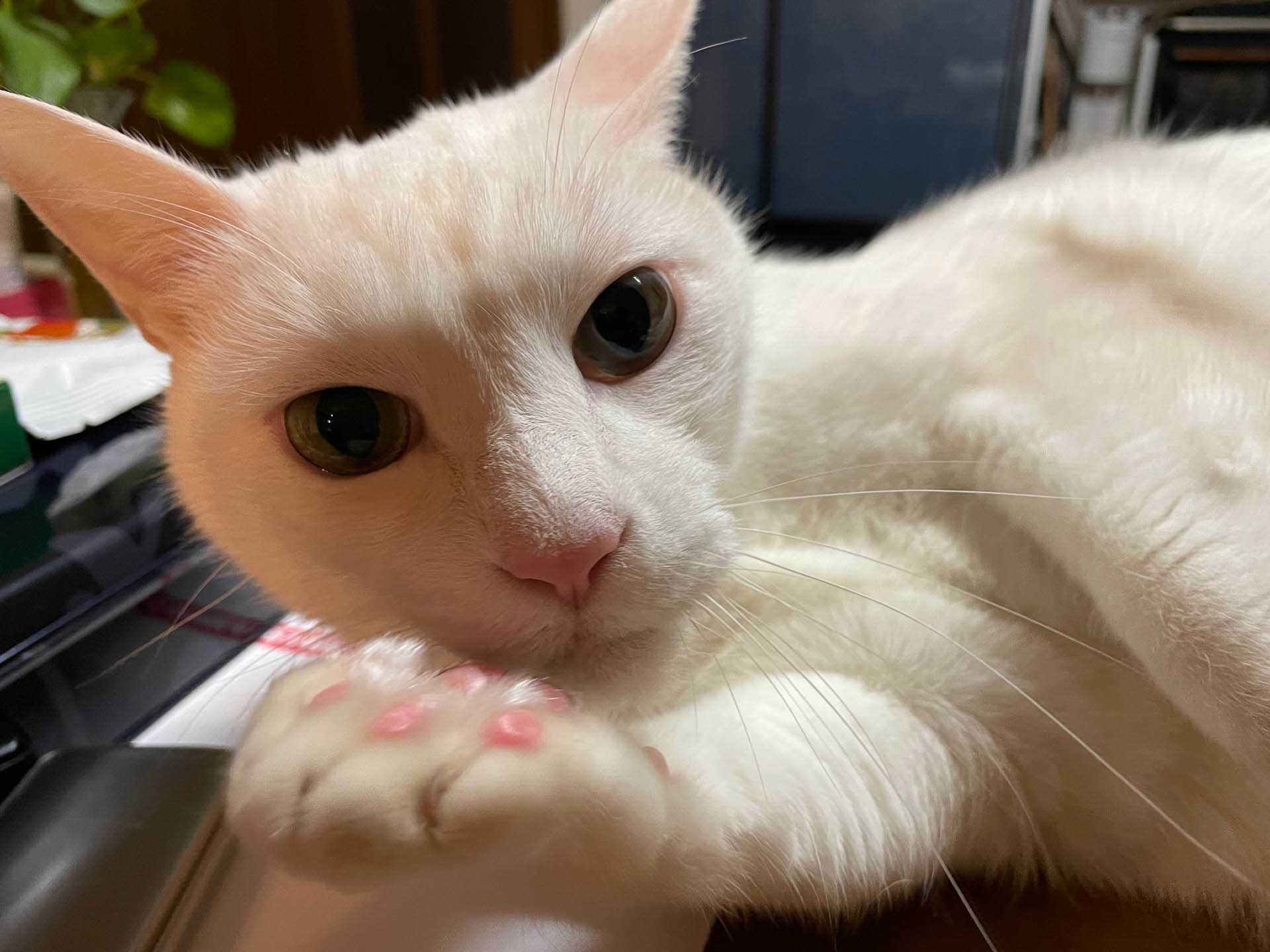 久しぶりのタイガーとトバの兄弟。仕事をしていると突然テーブルに乗ってきて、現実に引き戻してくれます。でも癒やされる～