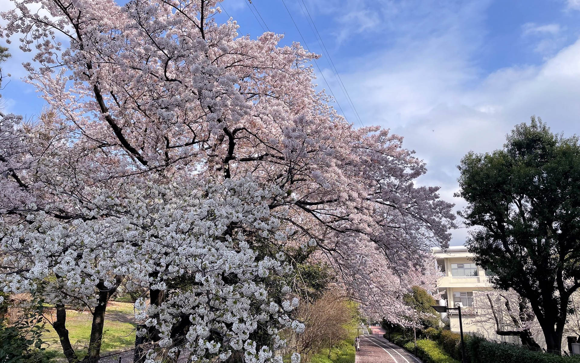 大岡山の桜。東工大の敷地内がいつも通勤ルート。春は桜が楽しみ