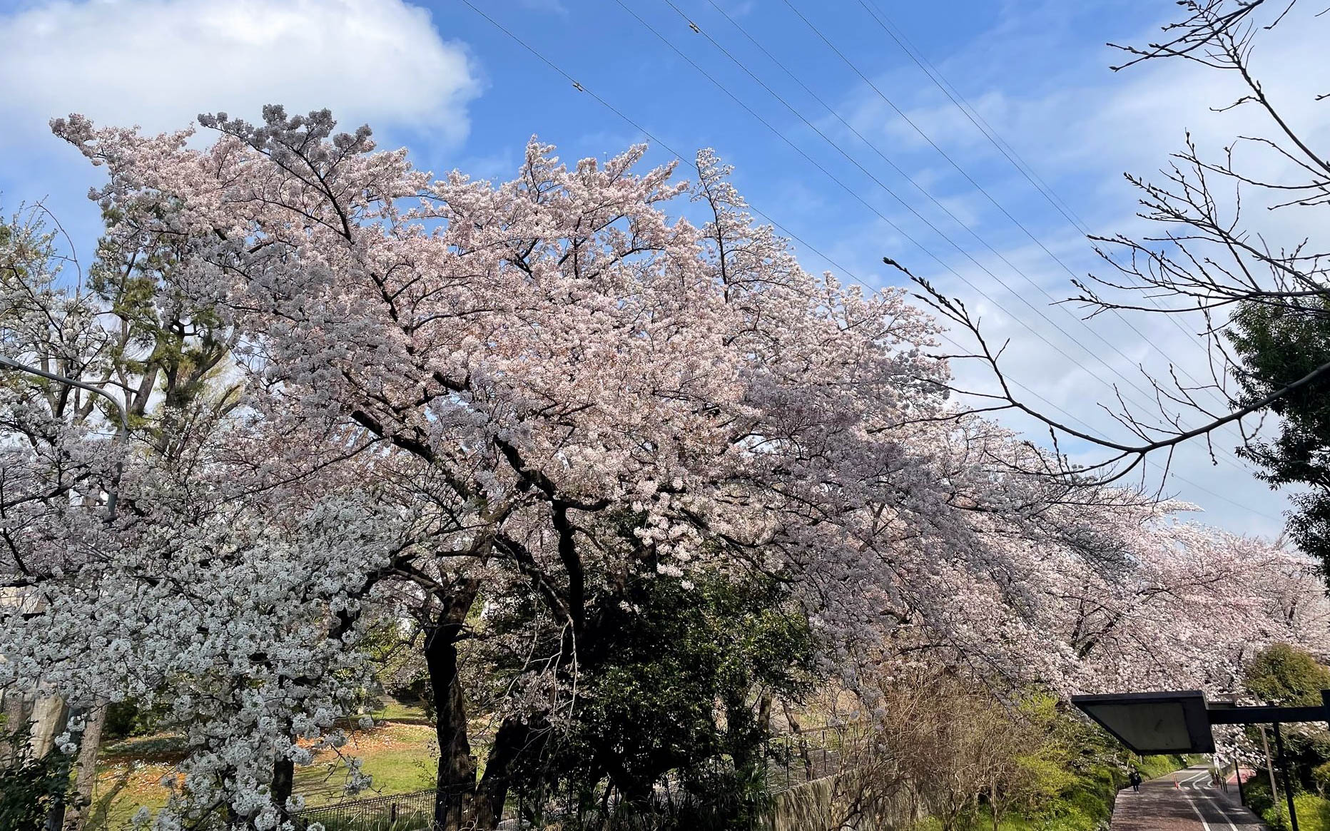 以前はもう少し桜の本数も多かったような気がします。乱れ咲くという言葉がぴったりくるような景観だった。でも桜は日本の春にはなくてはならないですね
